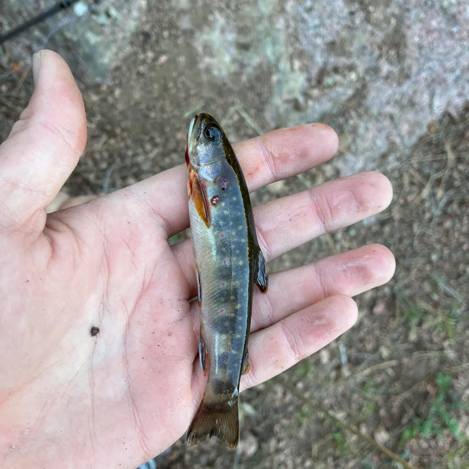 Brook trout caught on Fishbrain