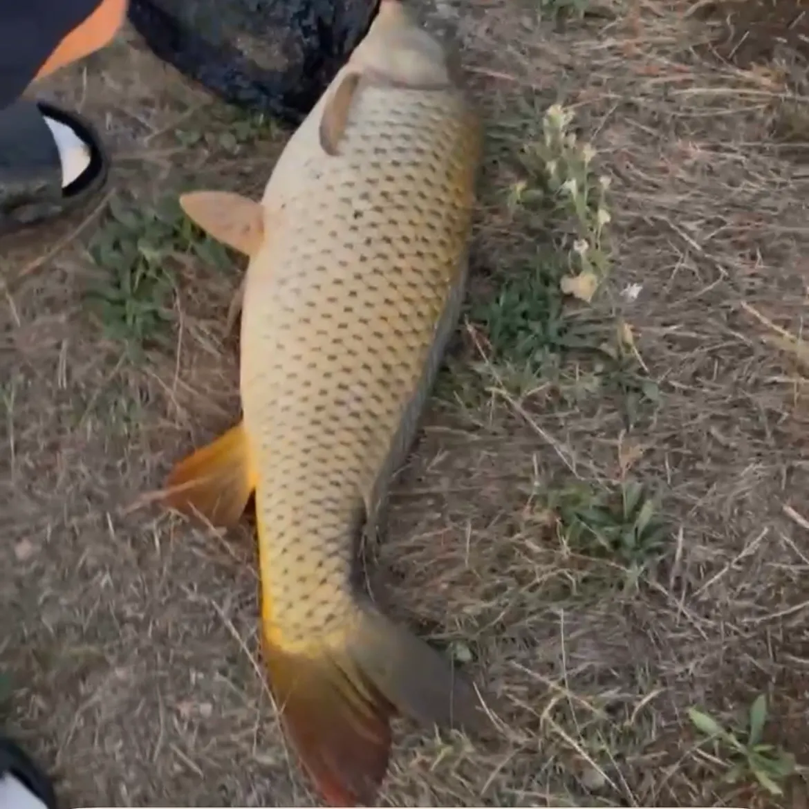 Common carp caught on Fishbrain
