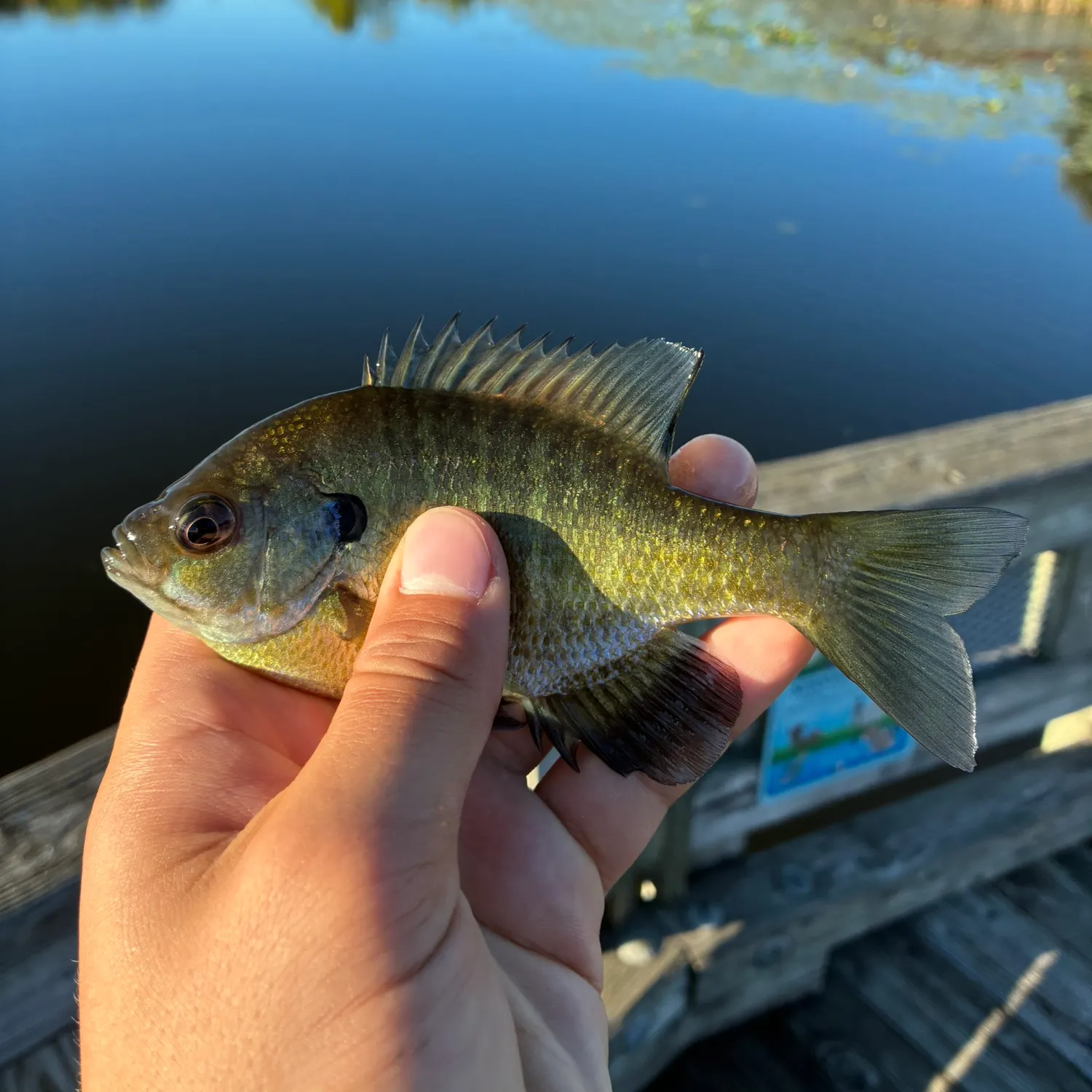 Bluegill caught on Fishbrain