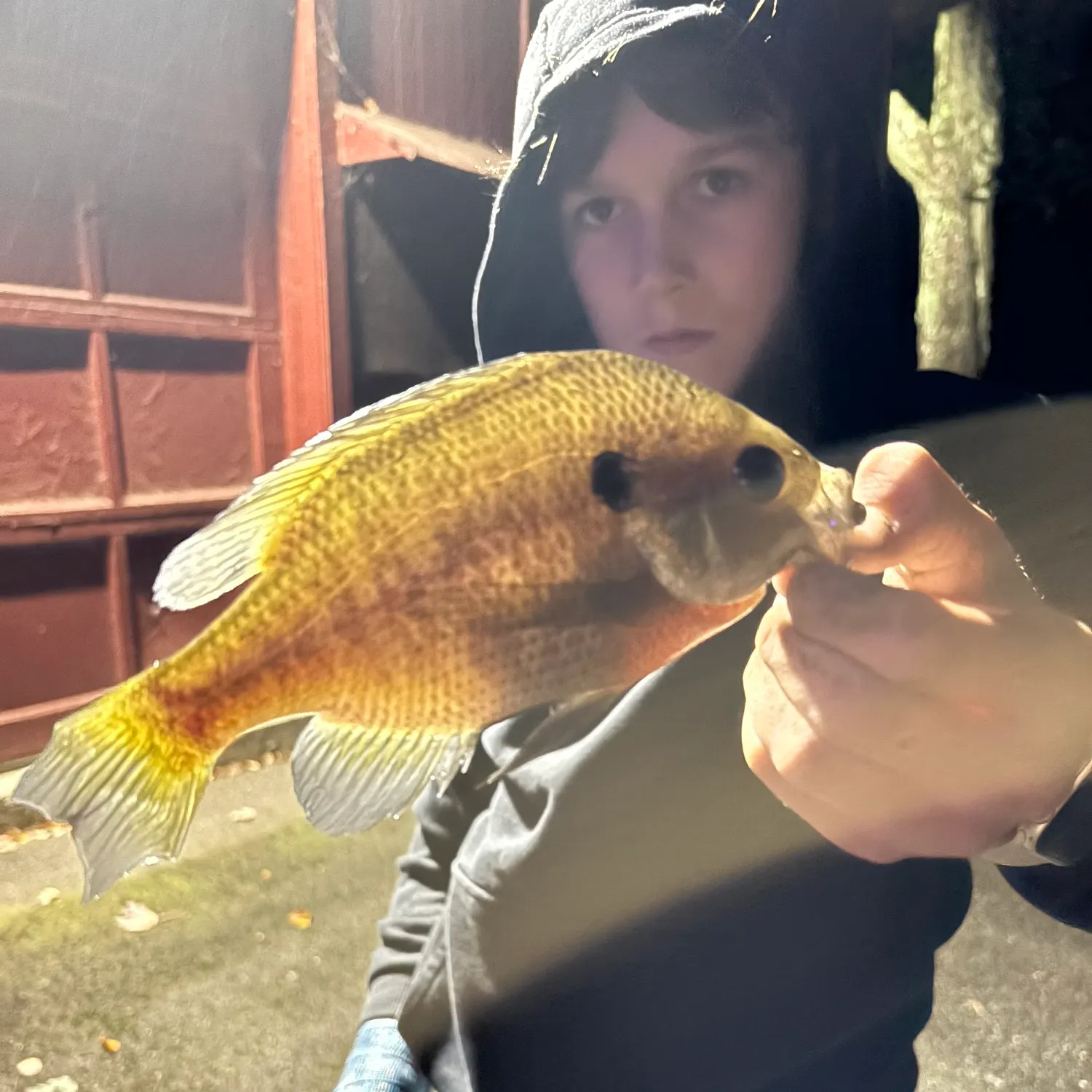 Bluegill caught on Fishbrain
