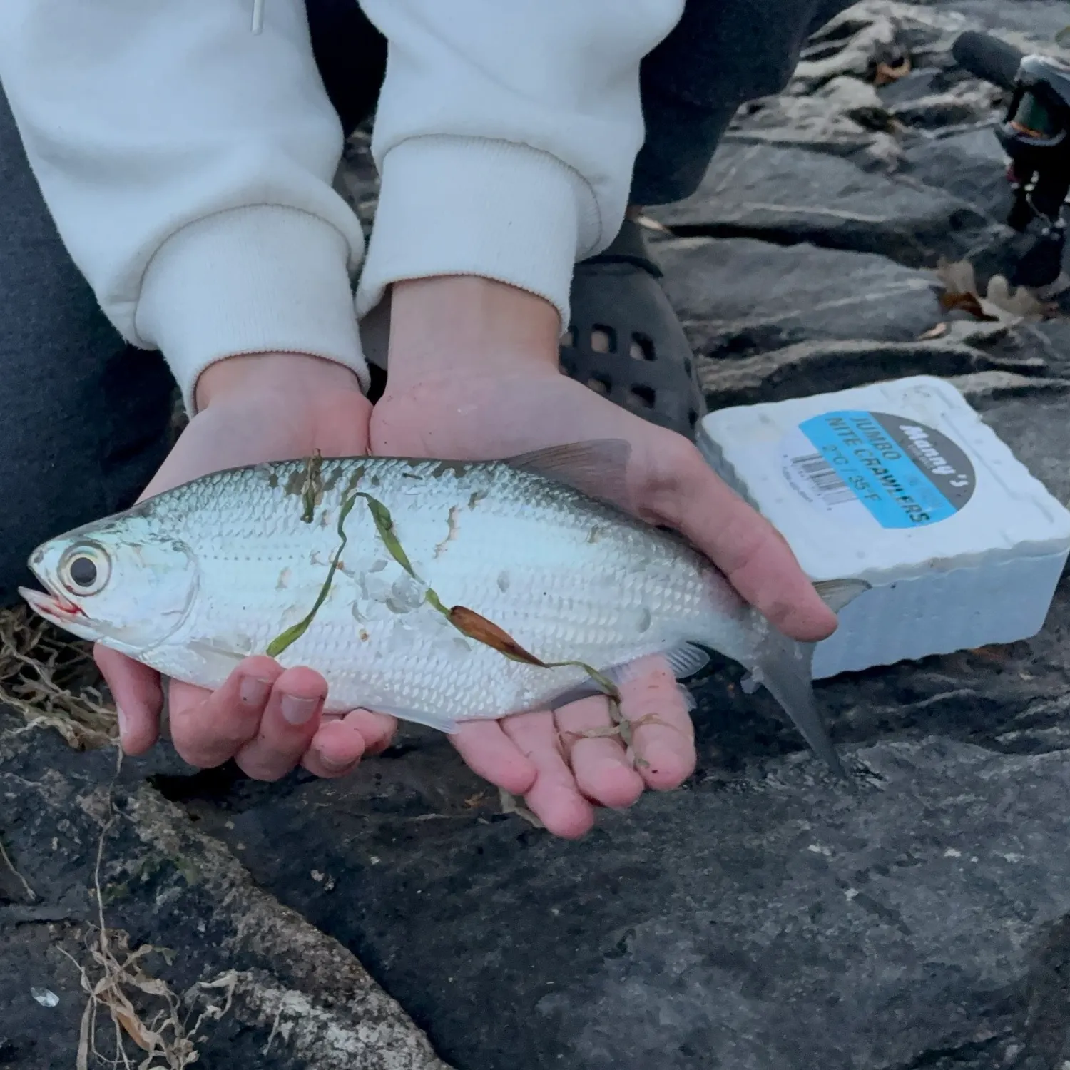 The most recent Mooneye catches on Fishbrain