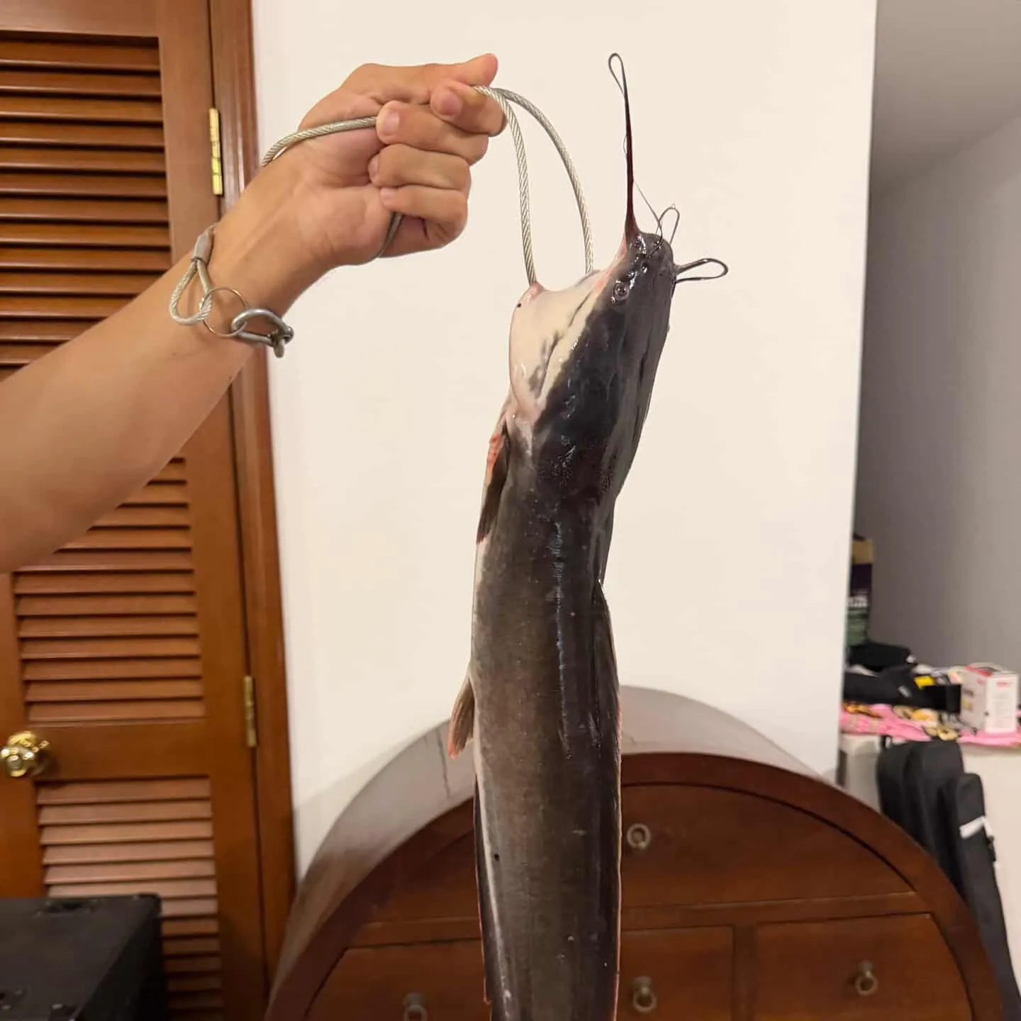 The most recent Walking catfish catches on Fishbrain