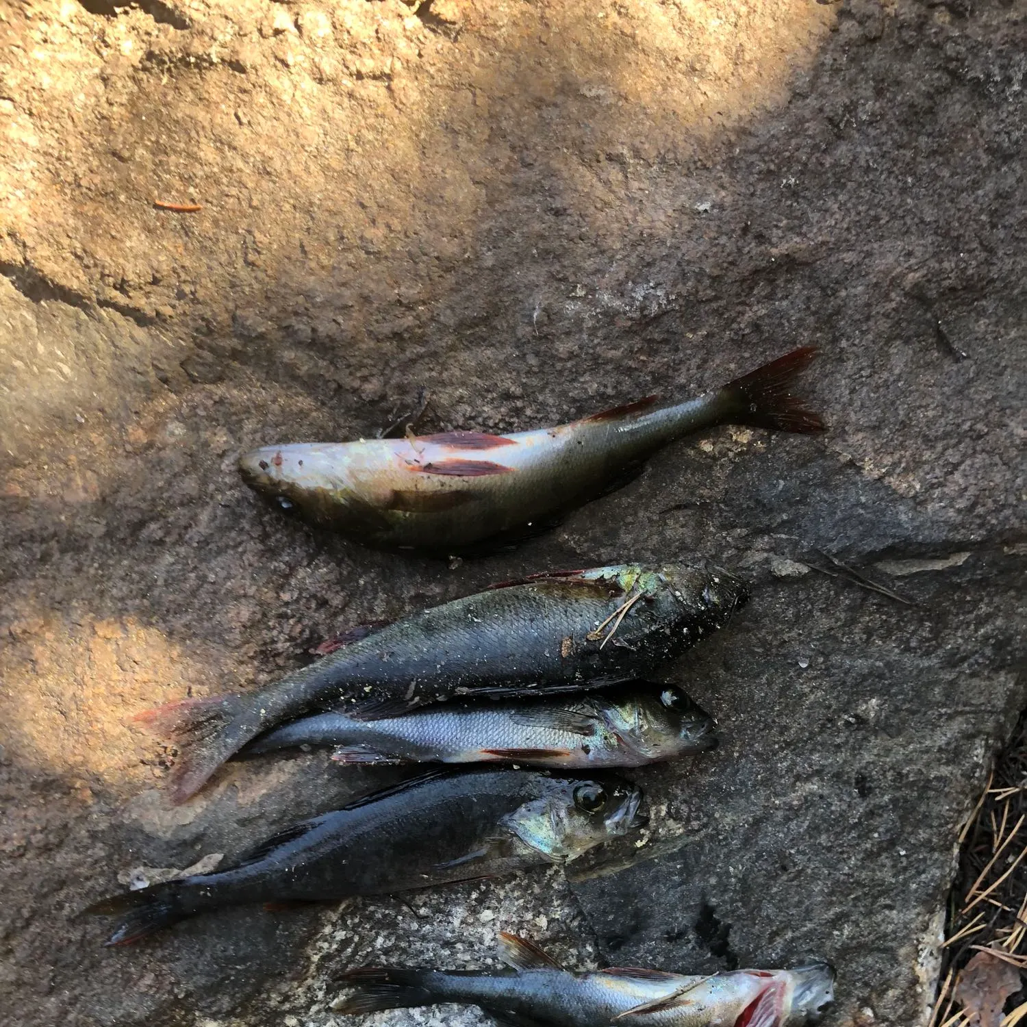 recently logged catches