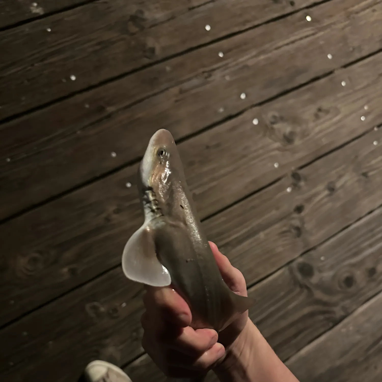 The most recent Grey smooth-hound catches on Fishbrain