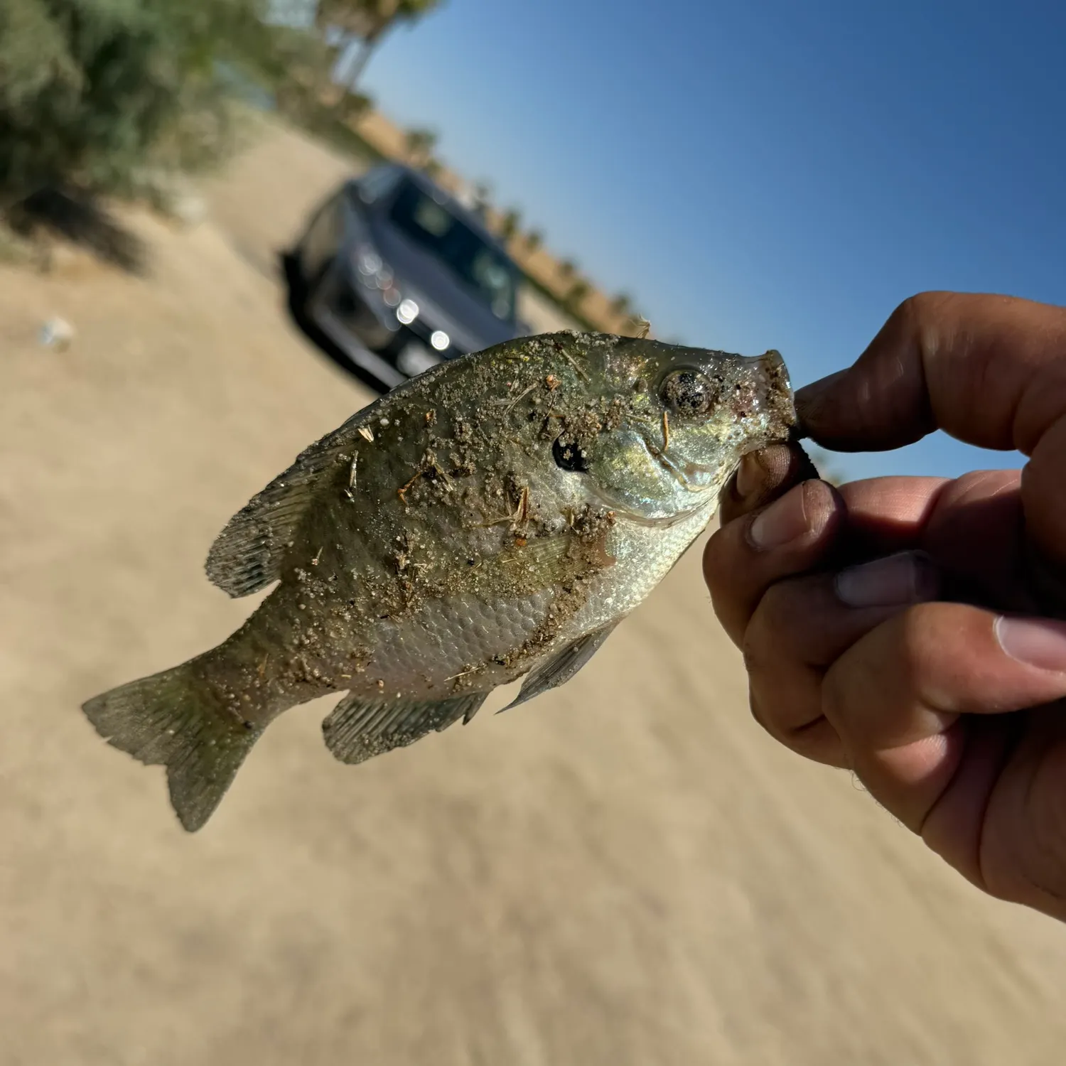 catch