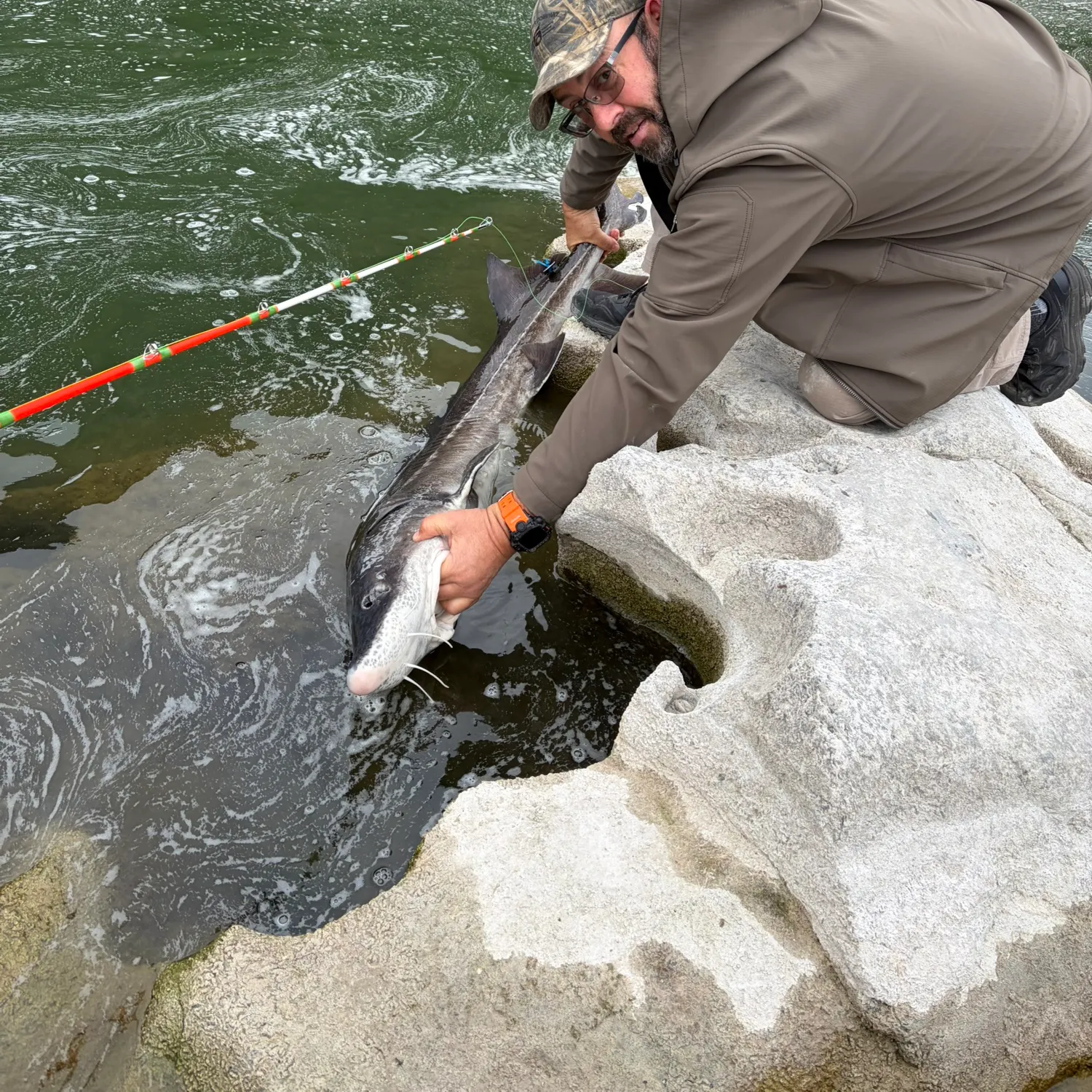 The most recent White sturgeon catches on Fishbrain