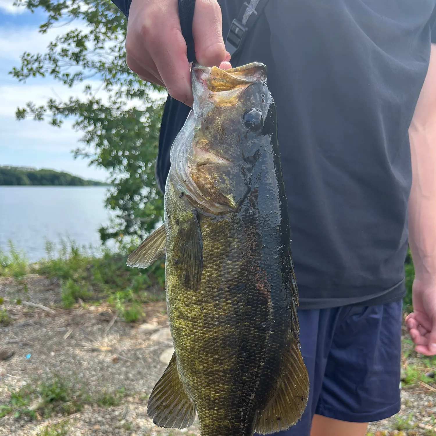 Smallmouth bass caught on Fishbrain