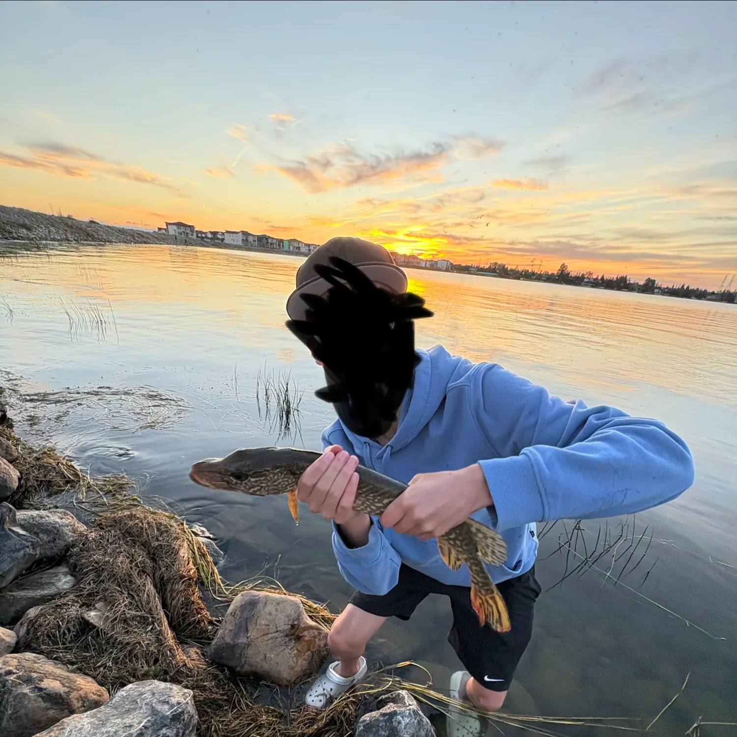Northern pike caught on Fishbrain