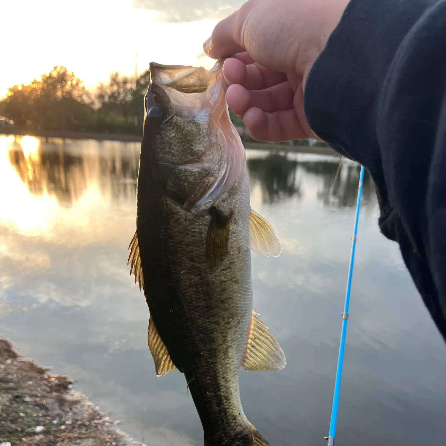The most recent Florida bass catches on Fishbrain