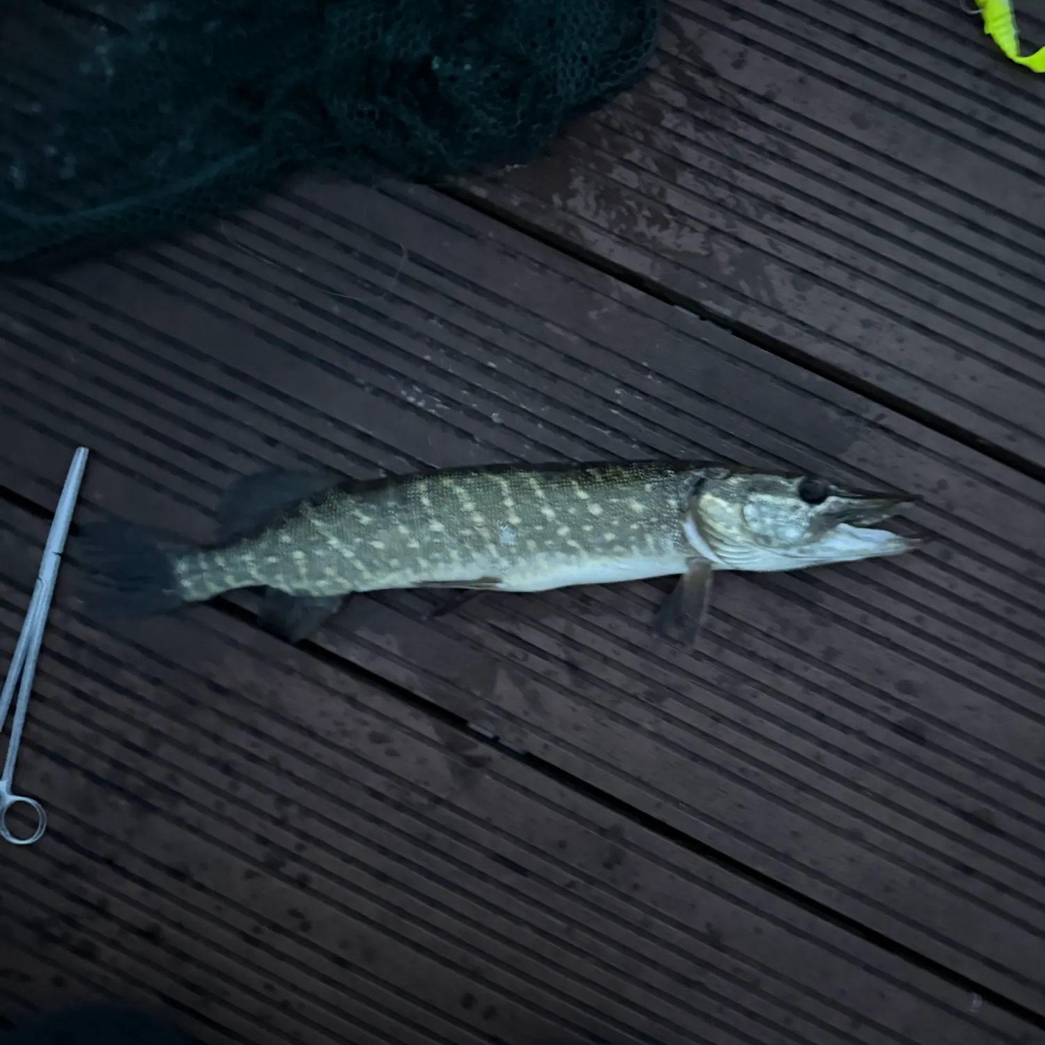 Northern pike caught on Fishbrain