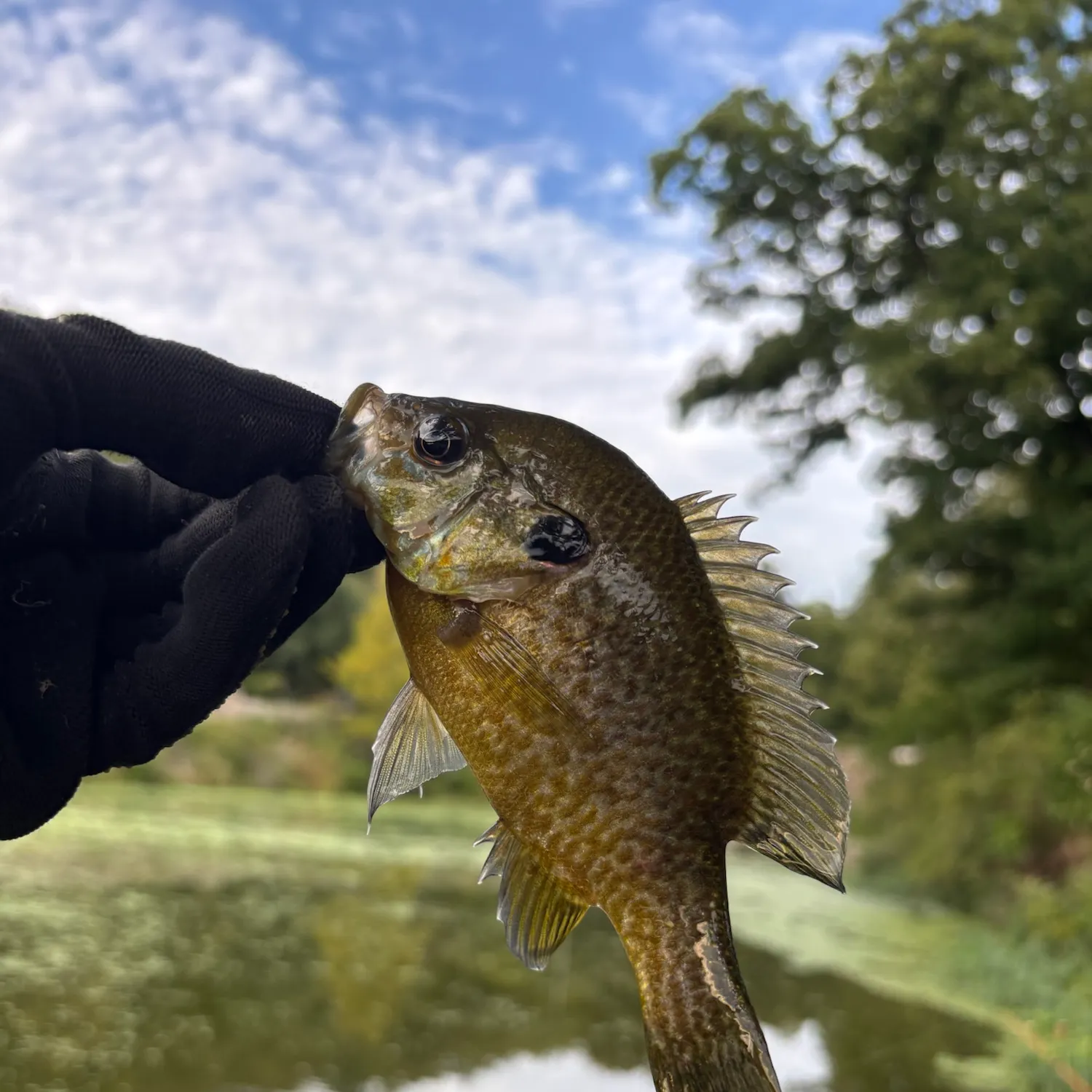 Greengill hybrid caught on Fishbrain