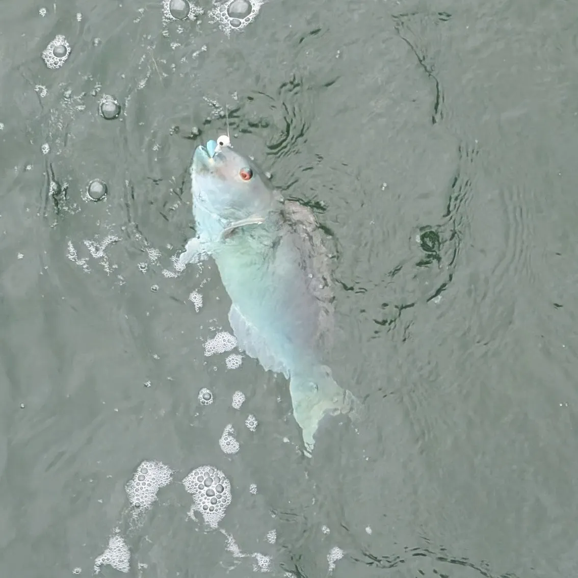 The most recent Redtail parrotfish catches on Fishbrain