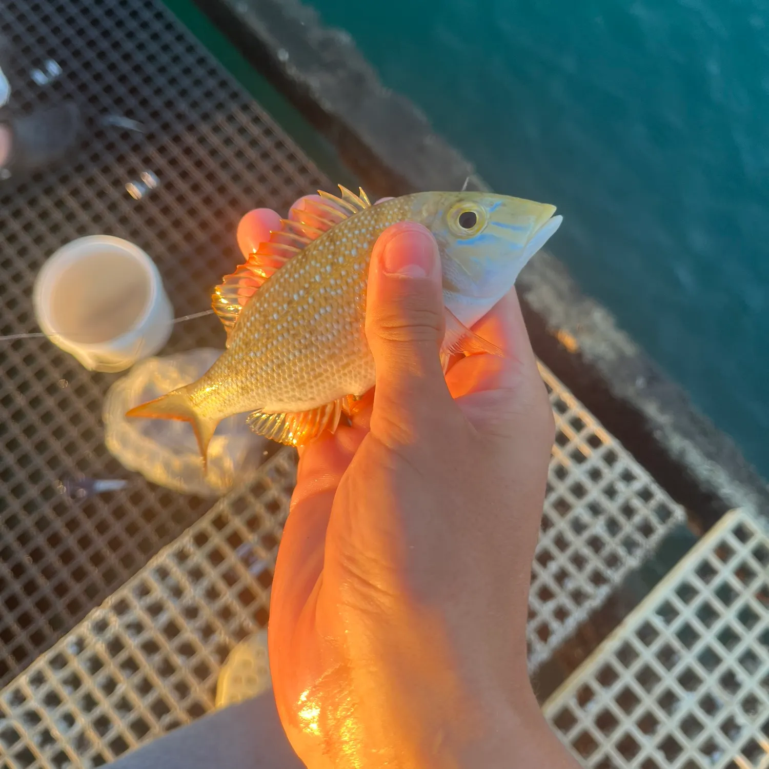 The most recent Spangled emperor catches on Fishbrain