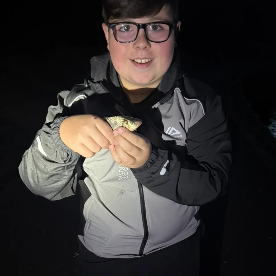 Crucian carp caught on Fishbrain