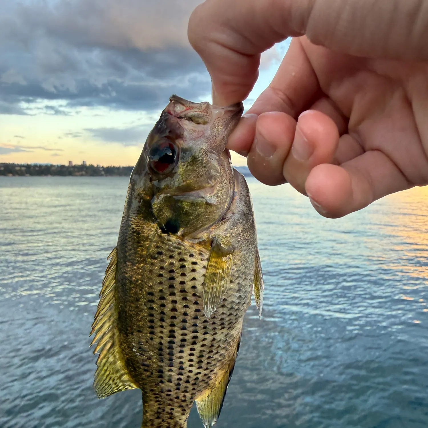 Rock bass caught on Fishbrain