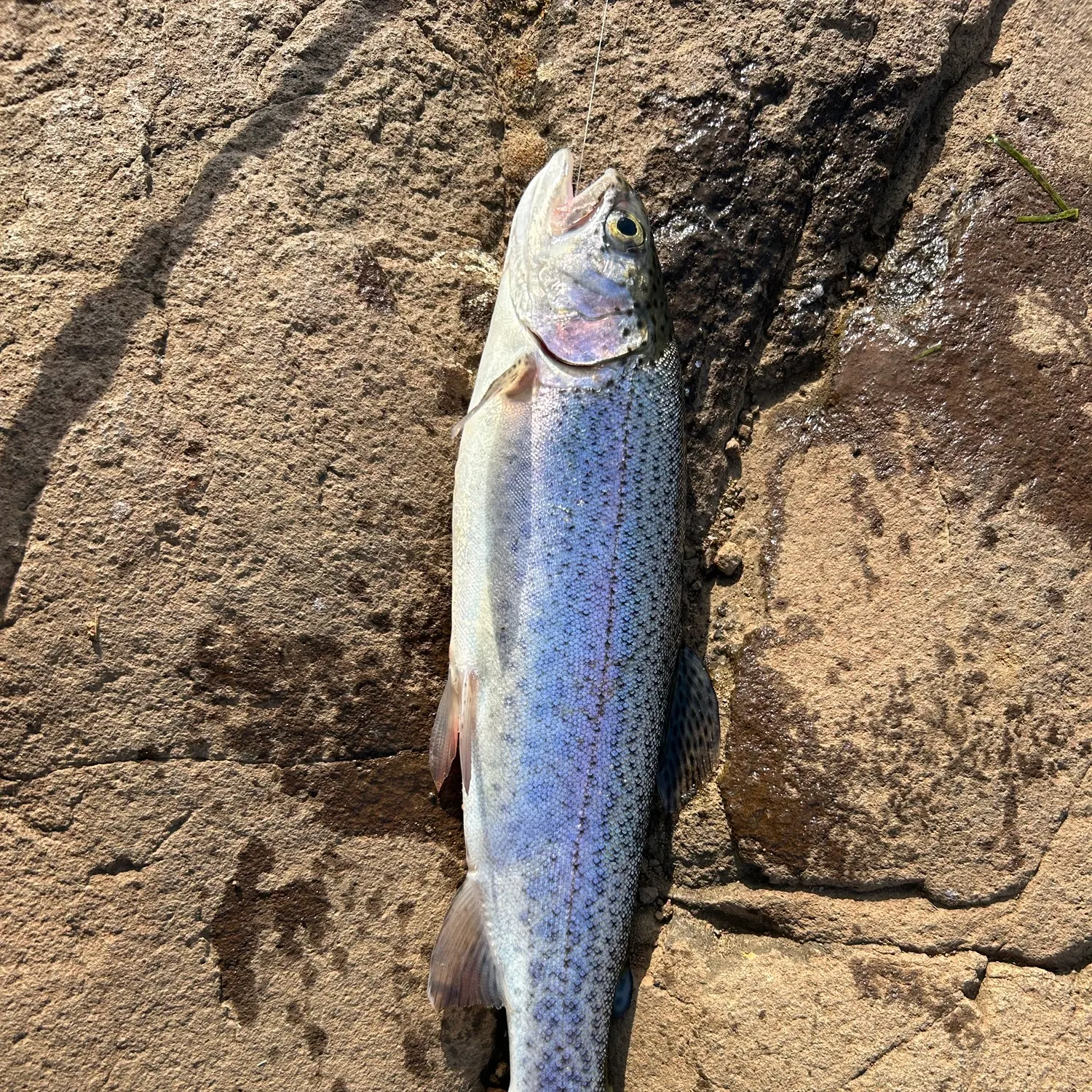 Rainbow trout caught on Fishbrain