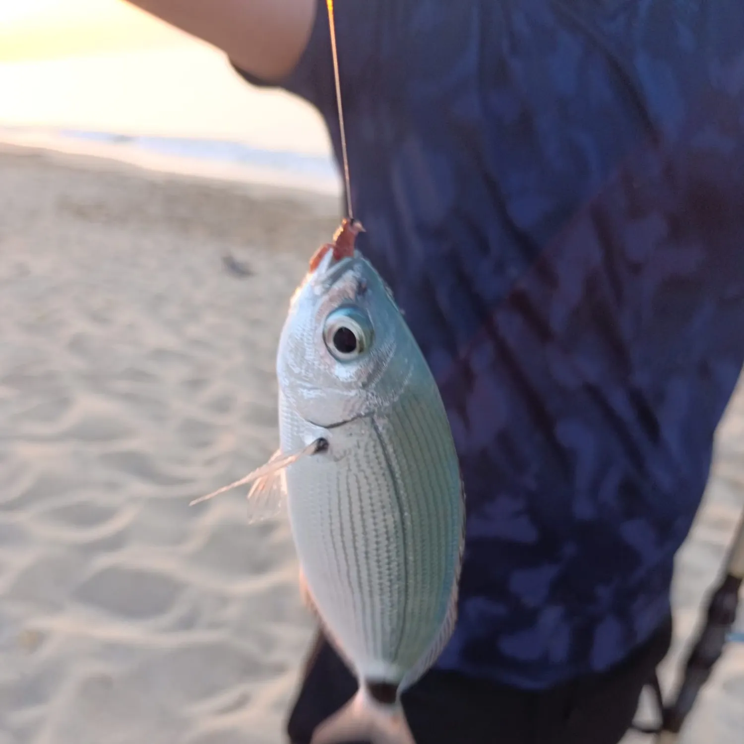 Saddled seabream caught on Fishbrain