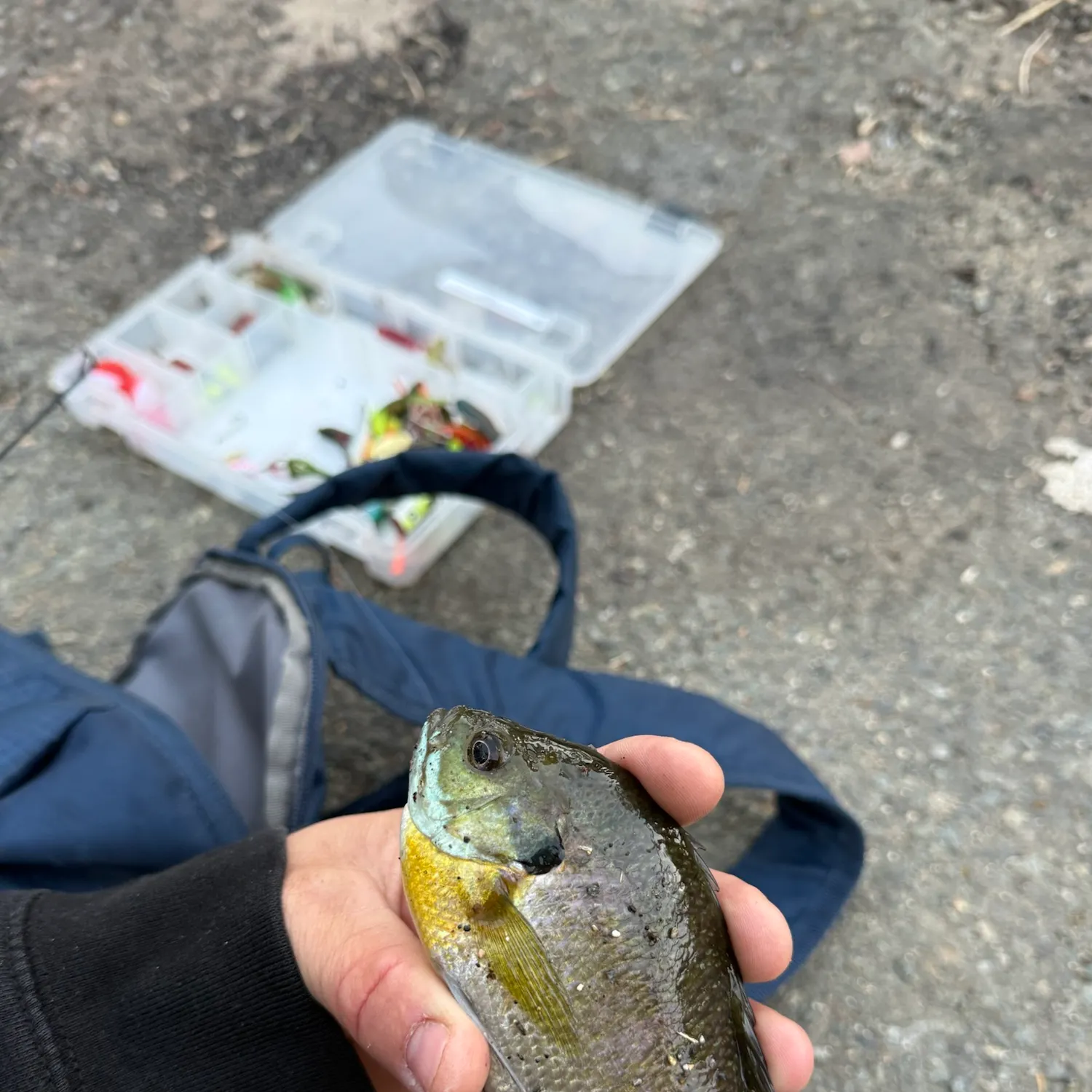 Bluegill caught on Fishbrain