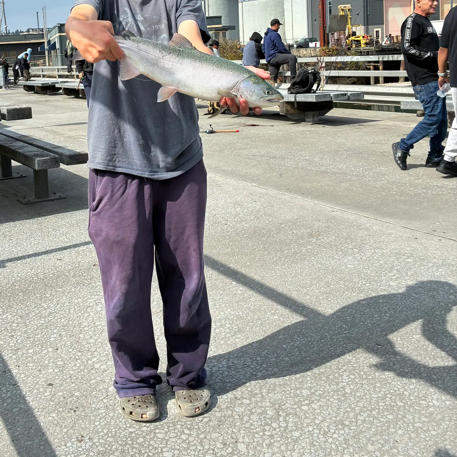 Coho salmon caught on Fishbrain