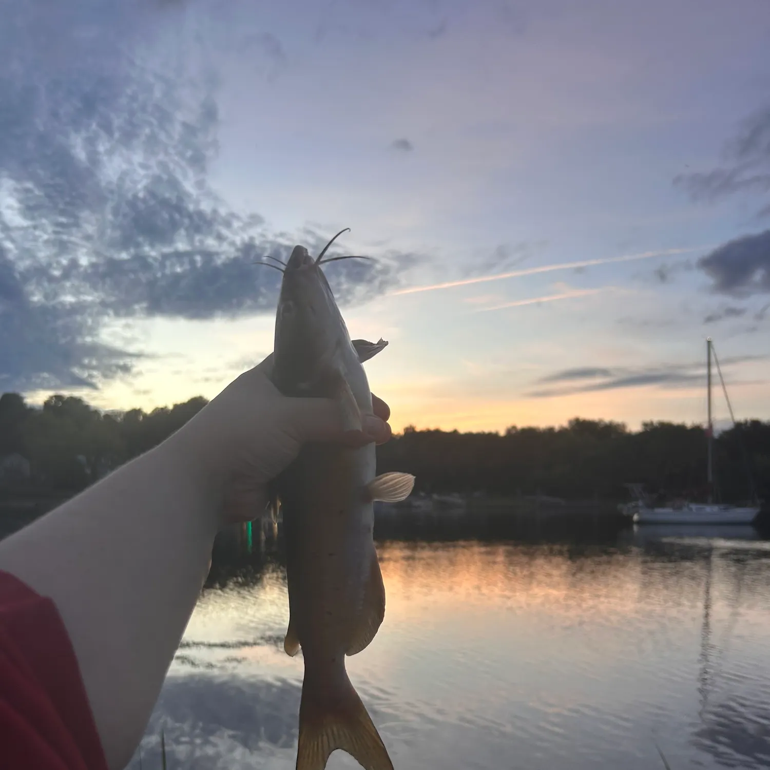 Channel catfish caught on Fishbrain