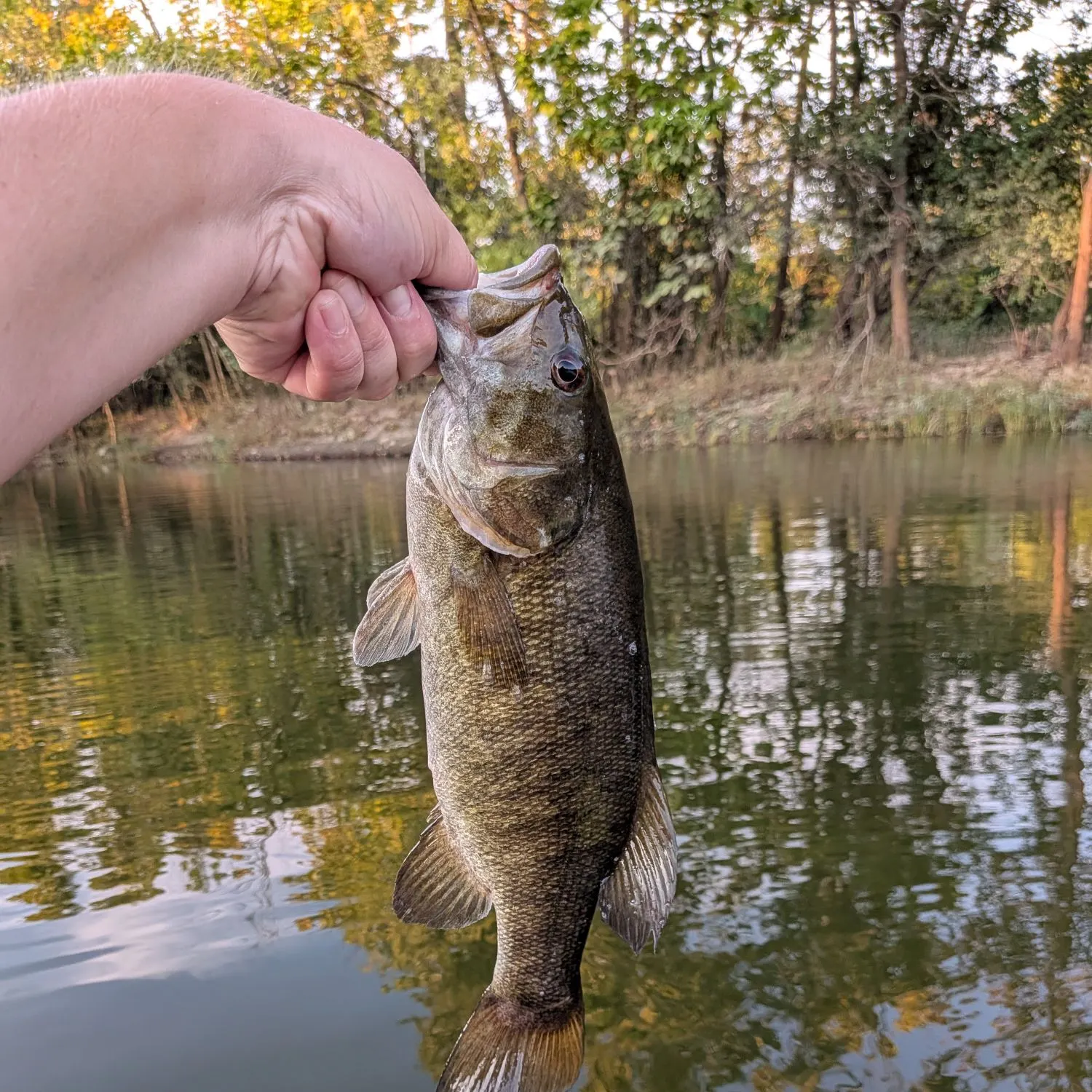 Smallmouth bass caught on Fishbrain