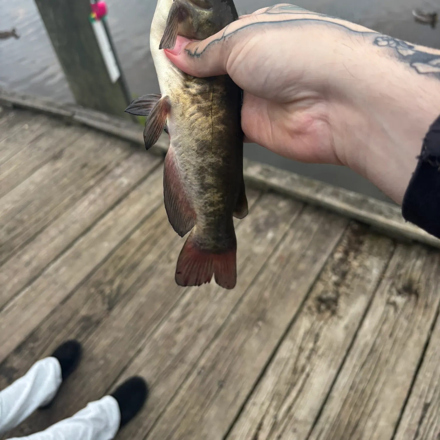 Brown bullhead caught on Fishbrain