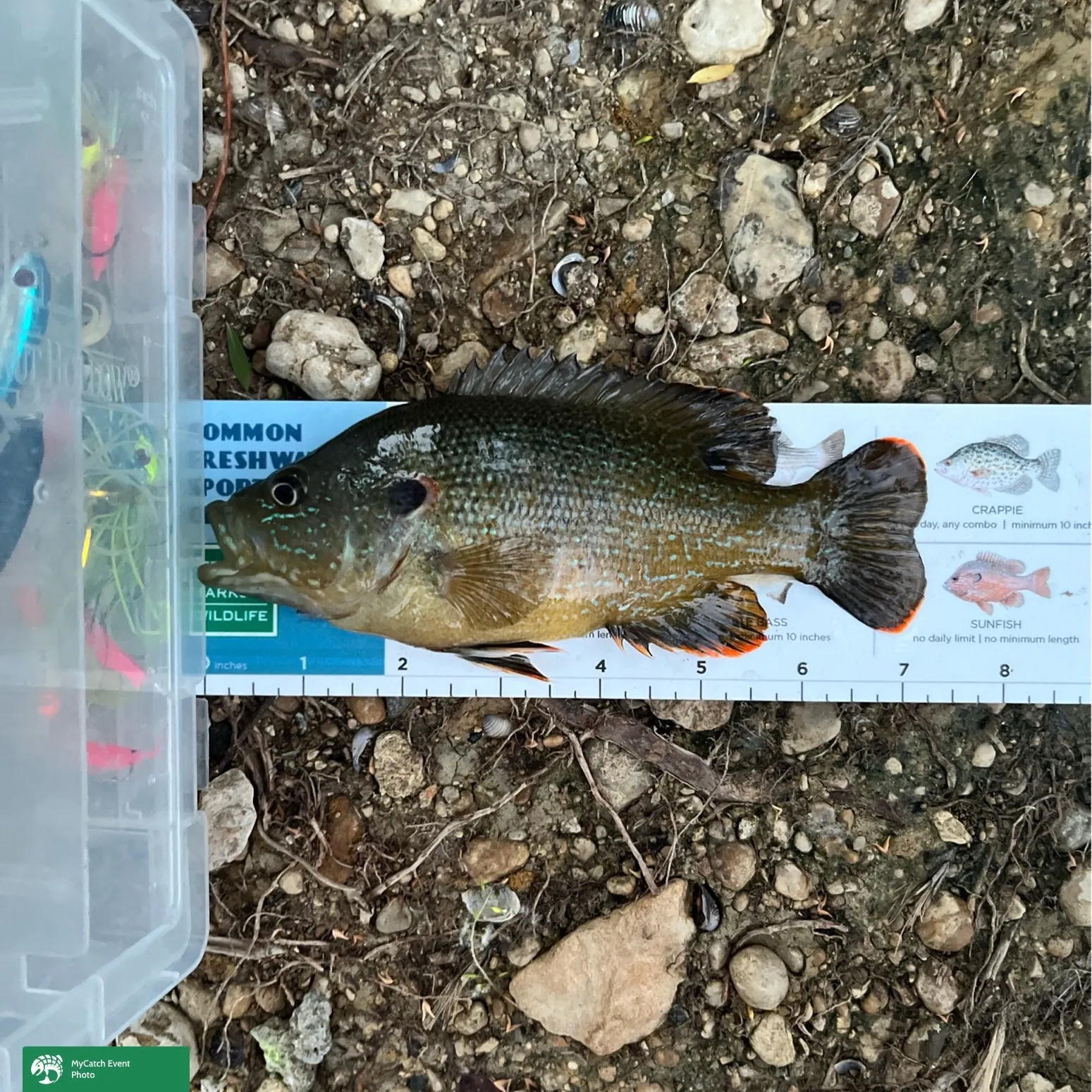 recently logged catches