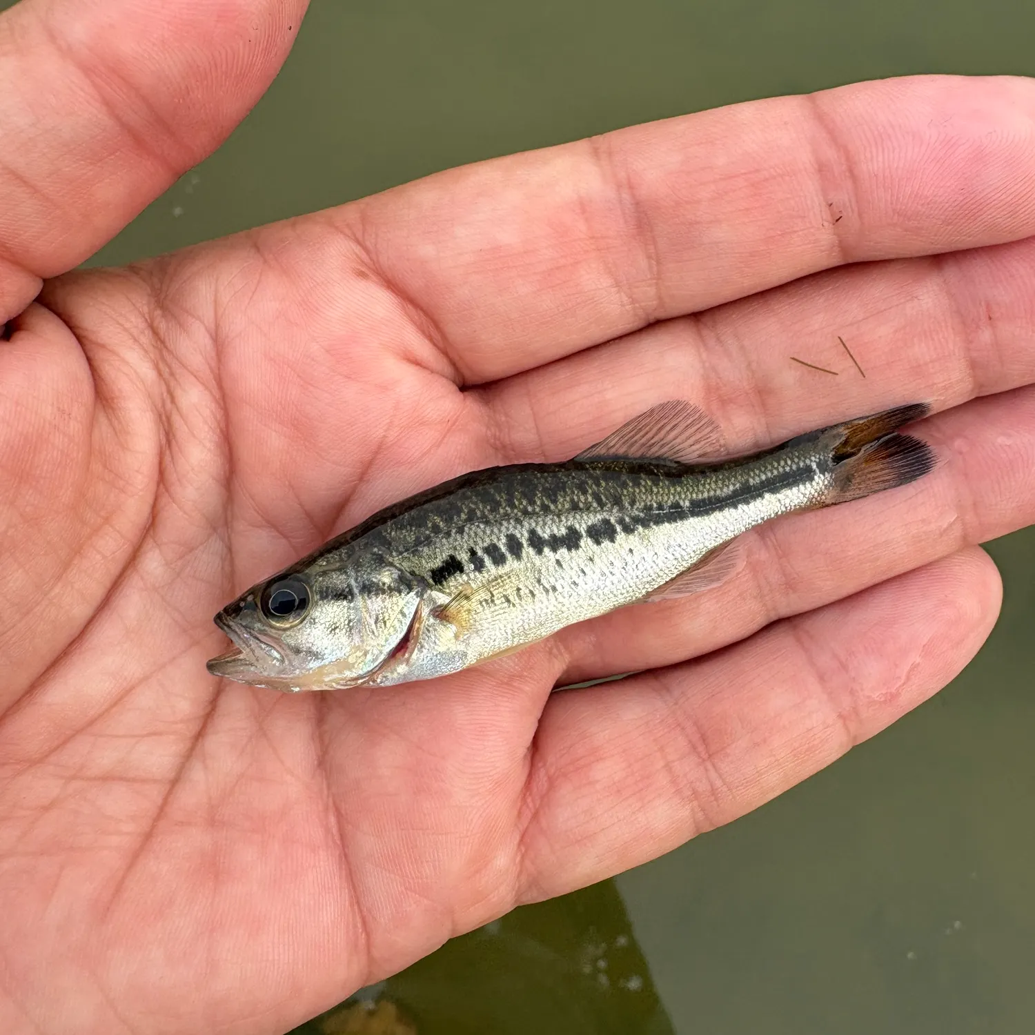 Spotted bass caught on Fishbrain