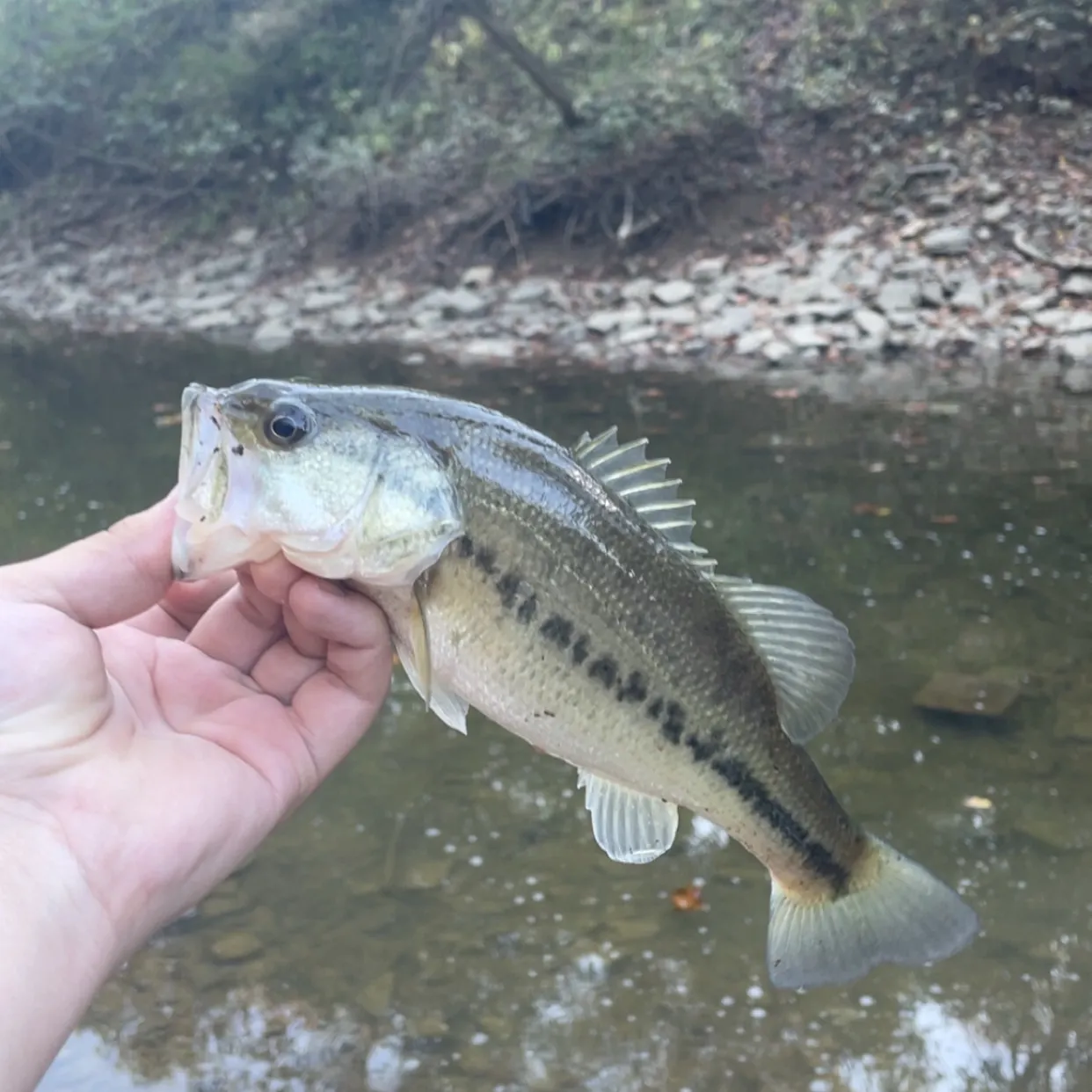 Largemouth bass caught on Fishbrain