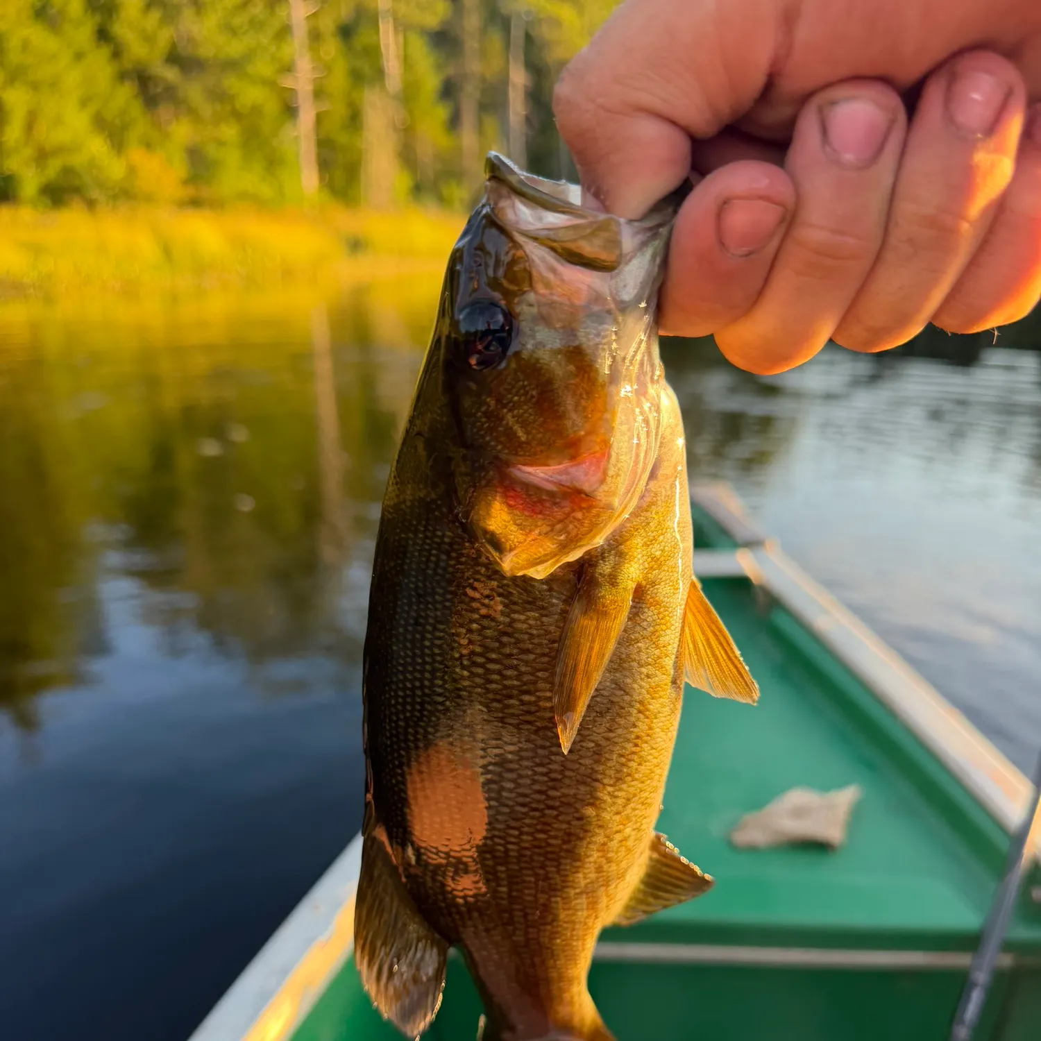 Smallmouth bass caught on Fishbrain
