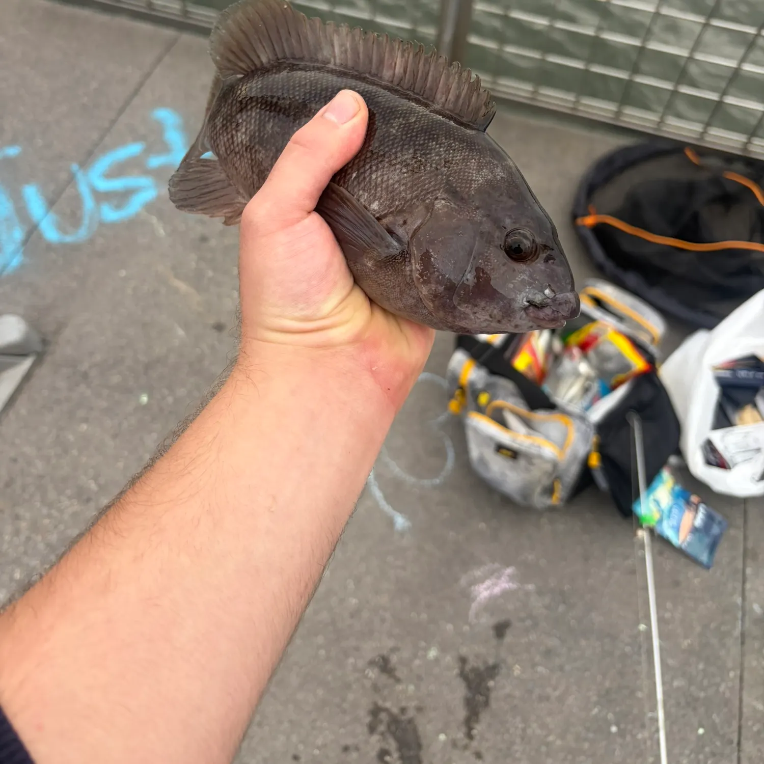 Tautog caught on Fishbrain