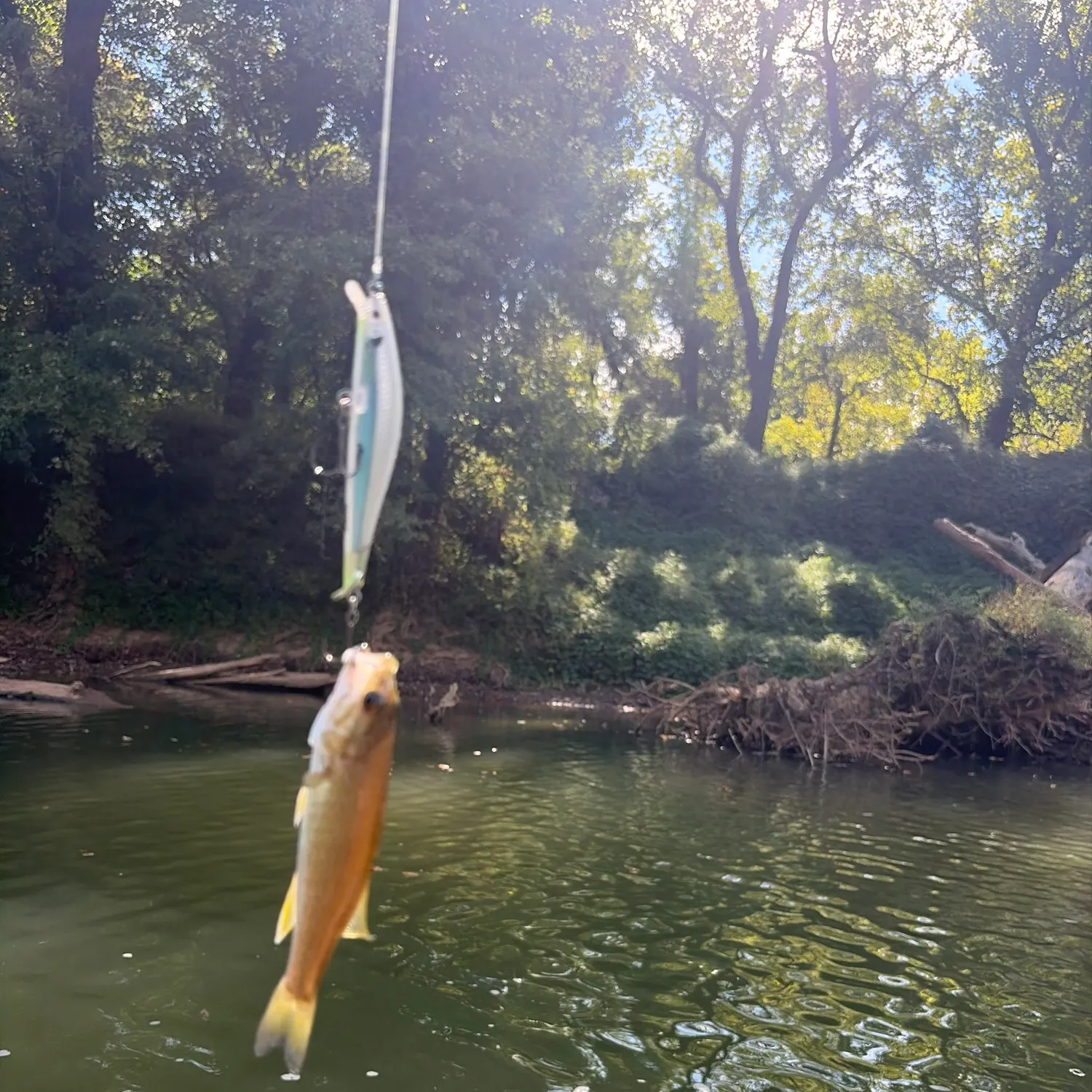 Spotted bass caught on Fishbrain