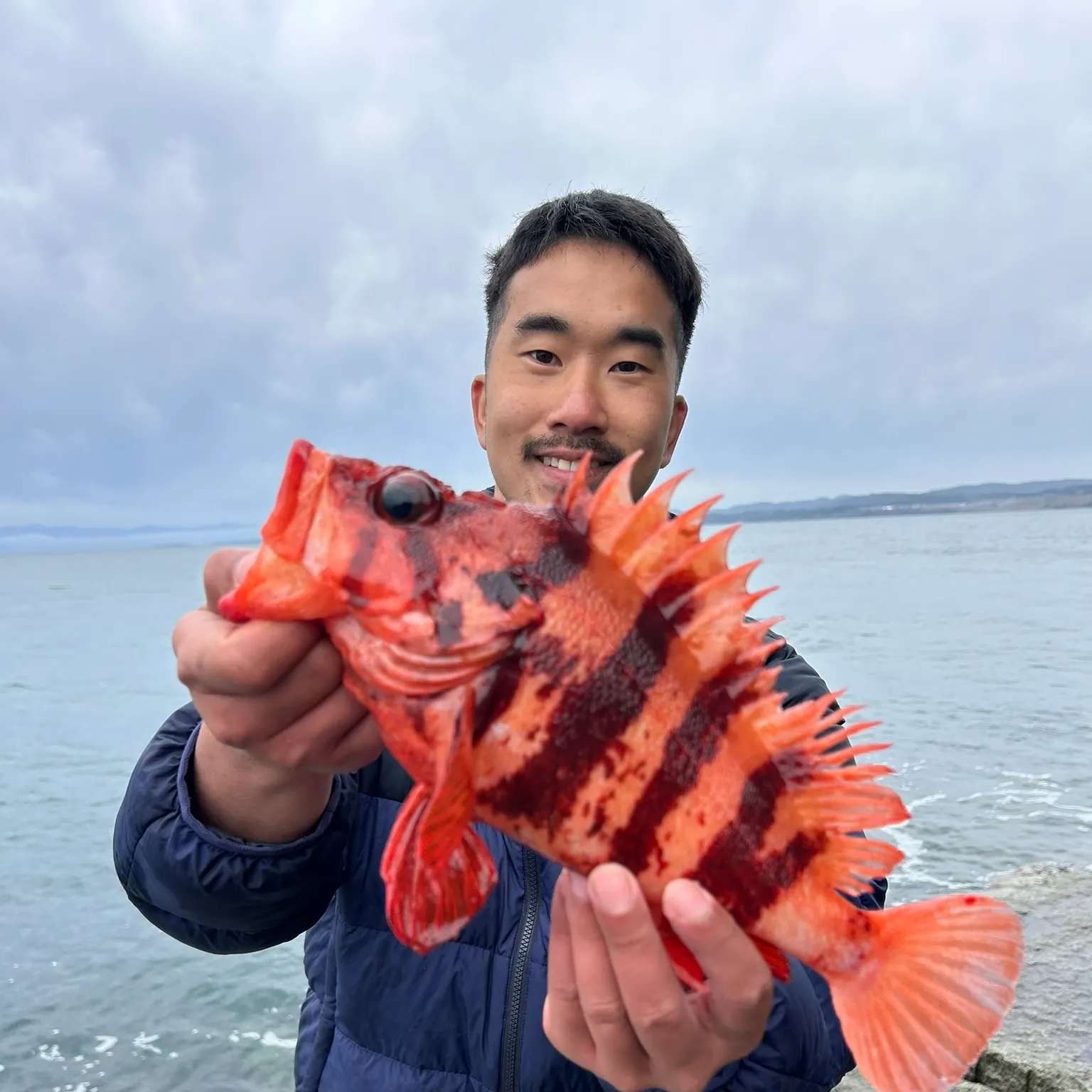 The most recent Tiger rockfish catches on Fishbrain