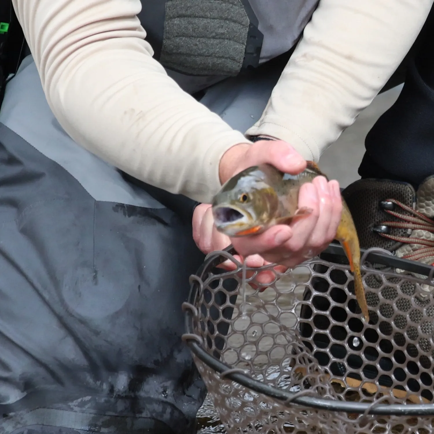 The most recent Yellowstone cutthroat trout catches on Fishbrain