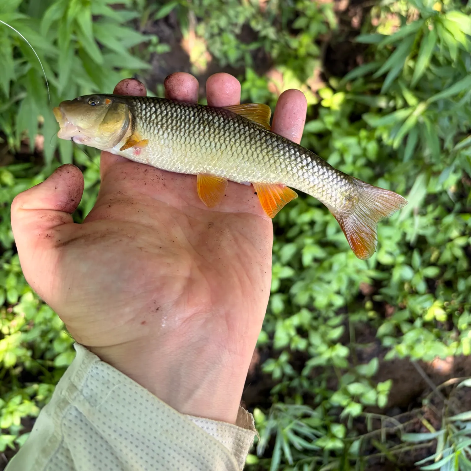 The most recent Redspot chub catches on Fishbrain