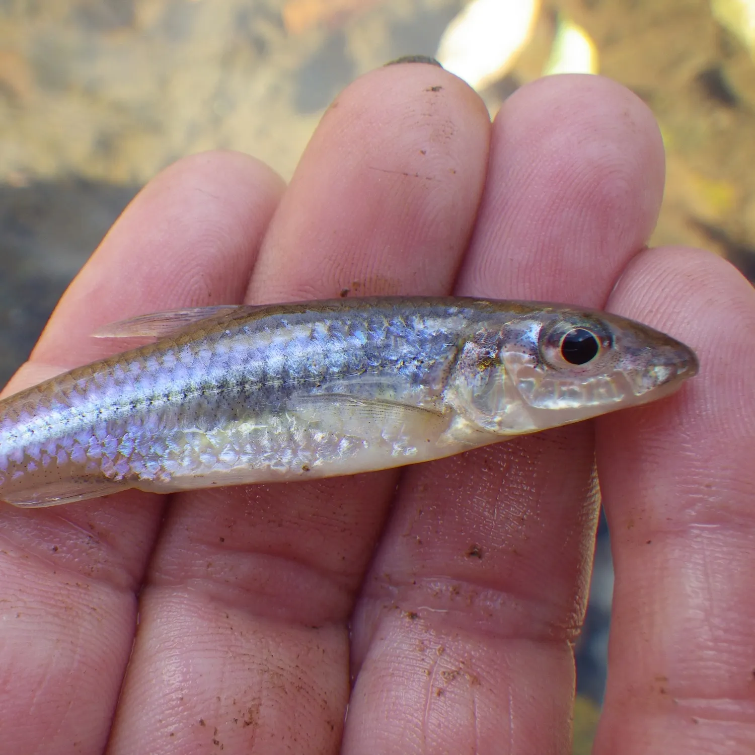 The most recent Great white shark catches on Fishbrain