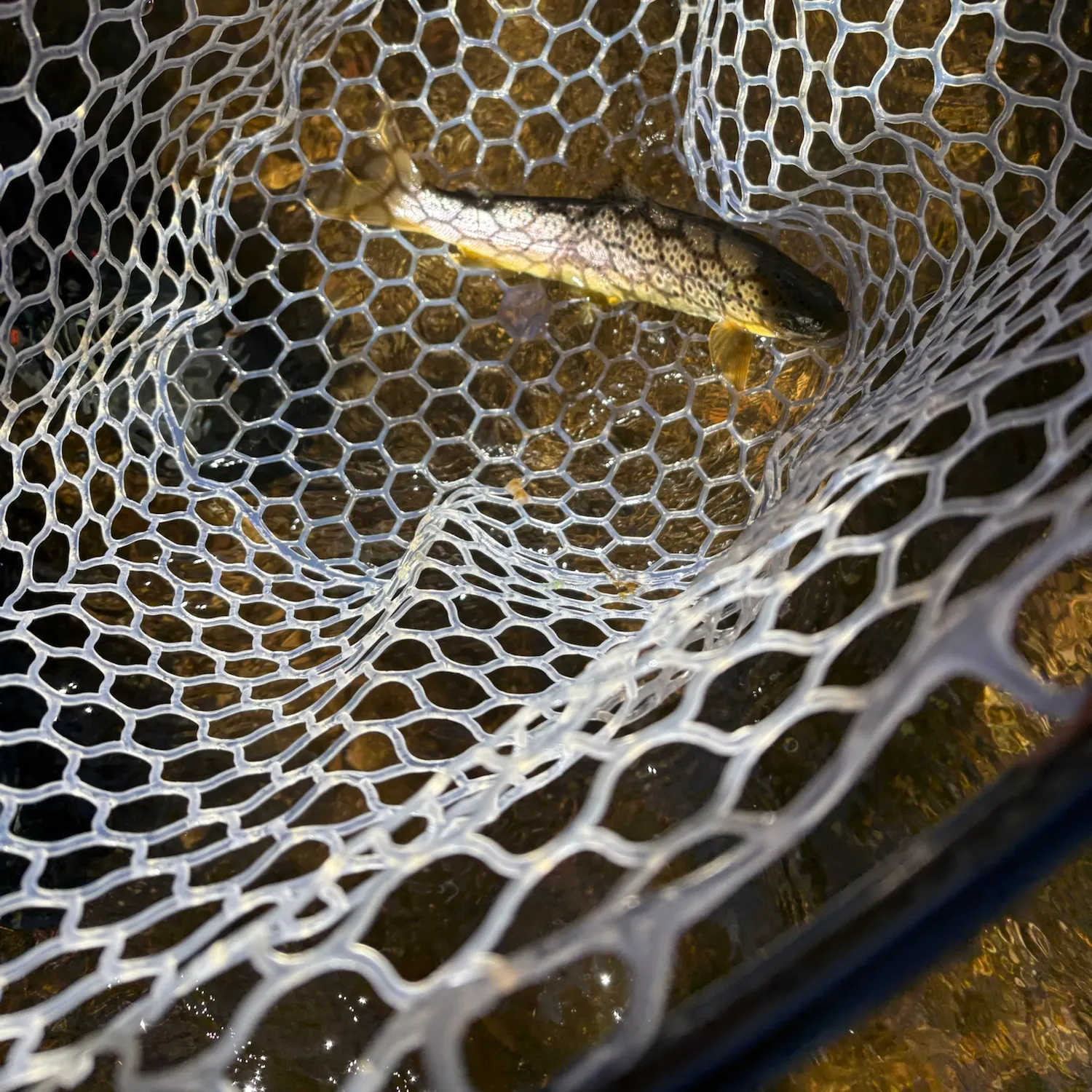 Brown trout caught on Fishbrain