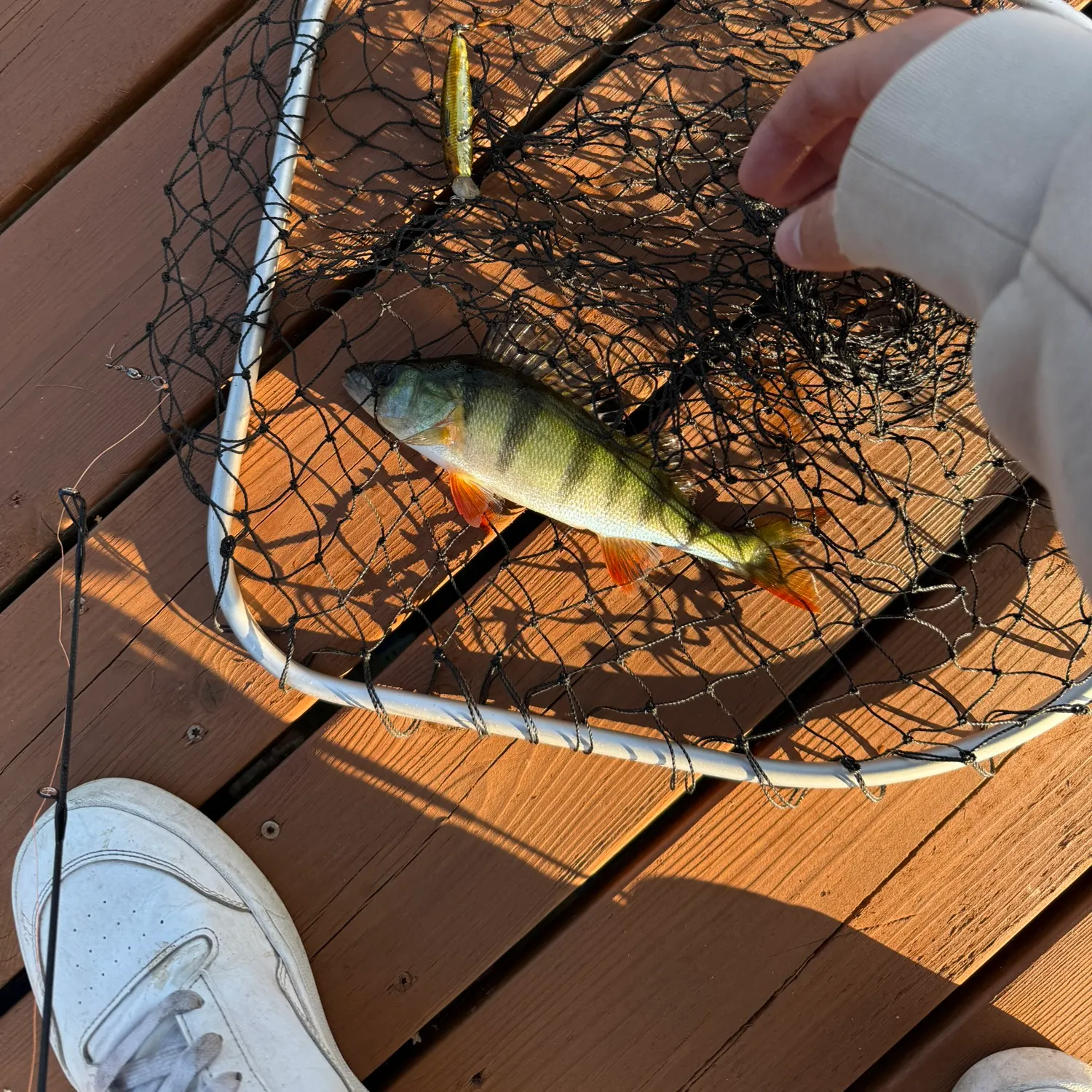 European perch caught on Fishbrain