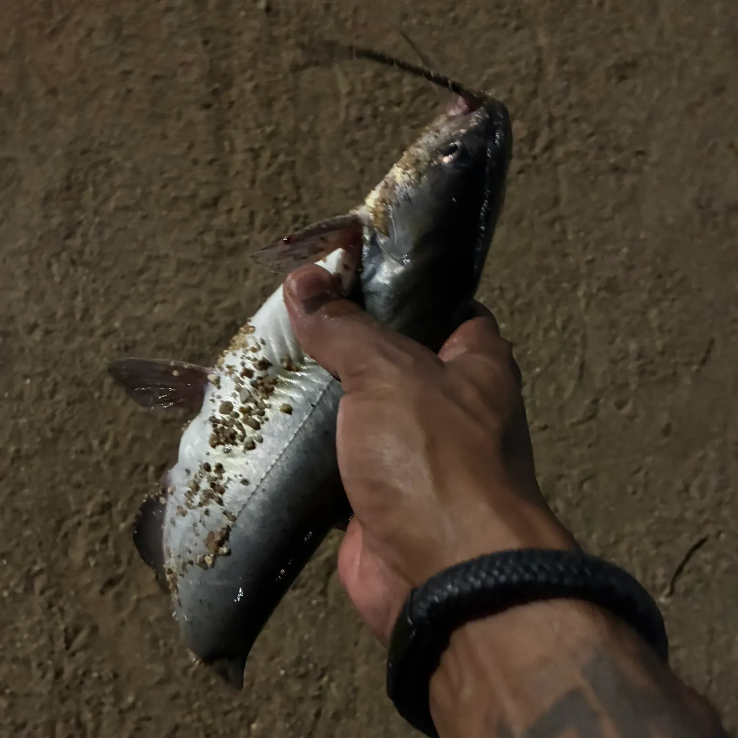 Channel catfish caught on Fishbrain