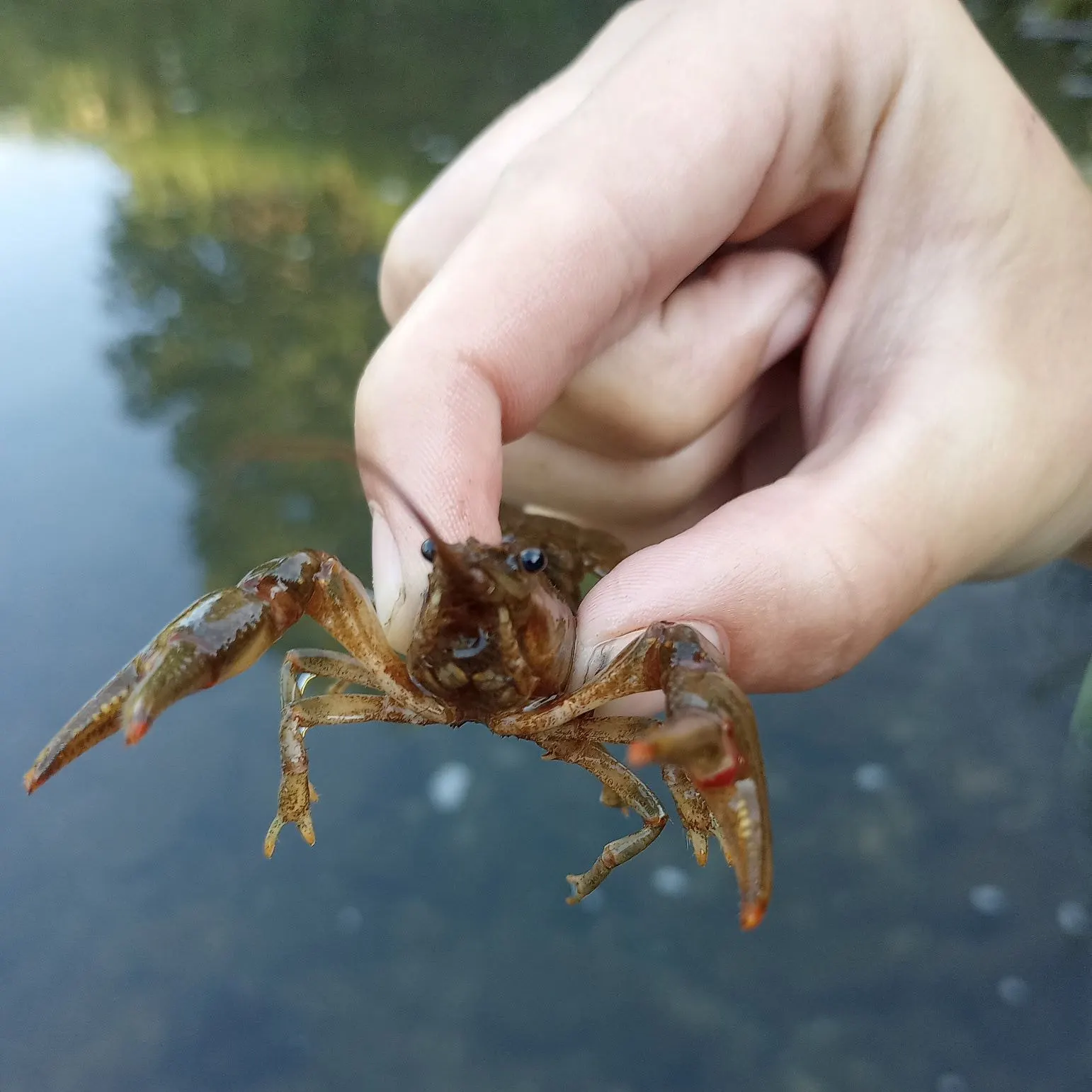 catch