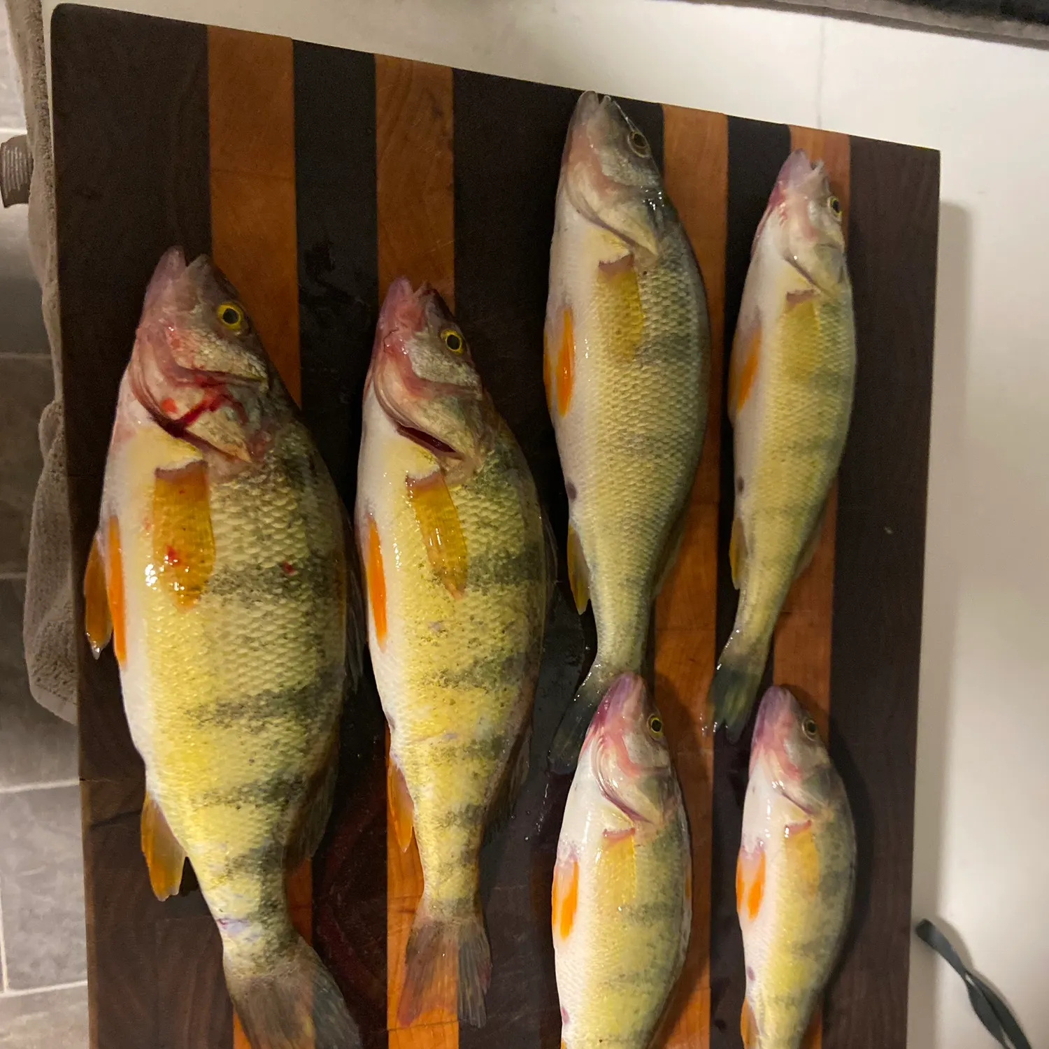 recently logged catches