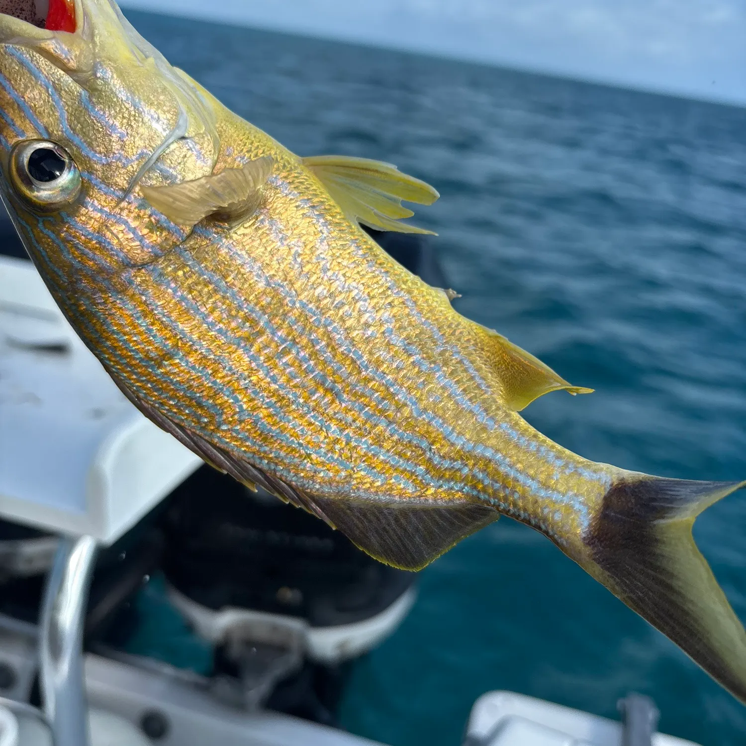 The most recent White grunt catches on Fishbrain