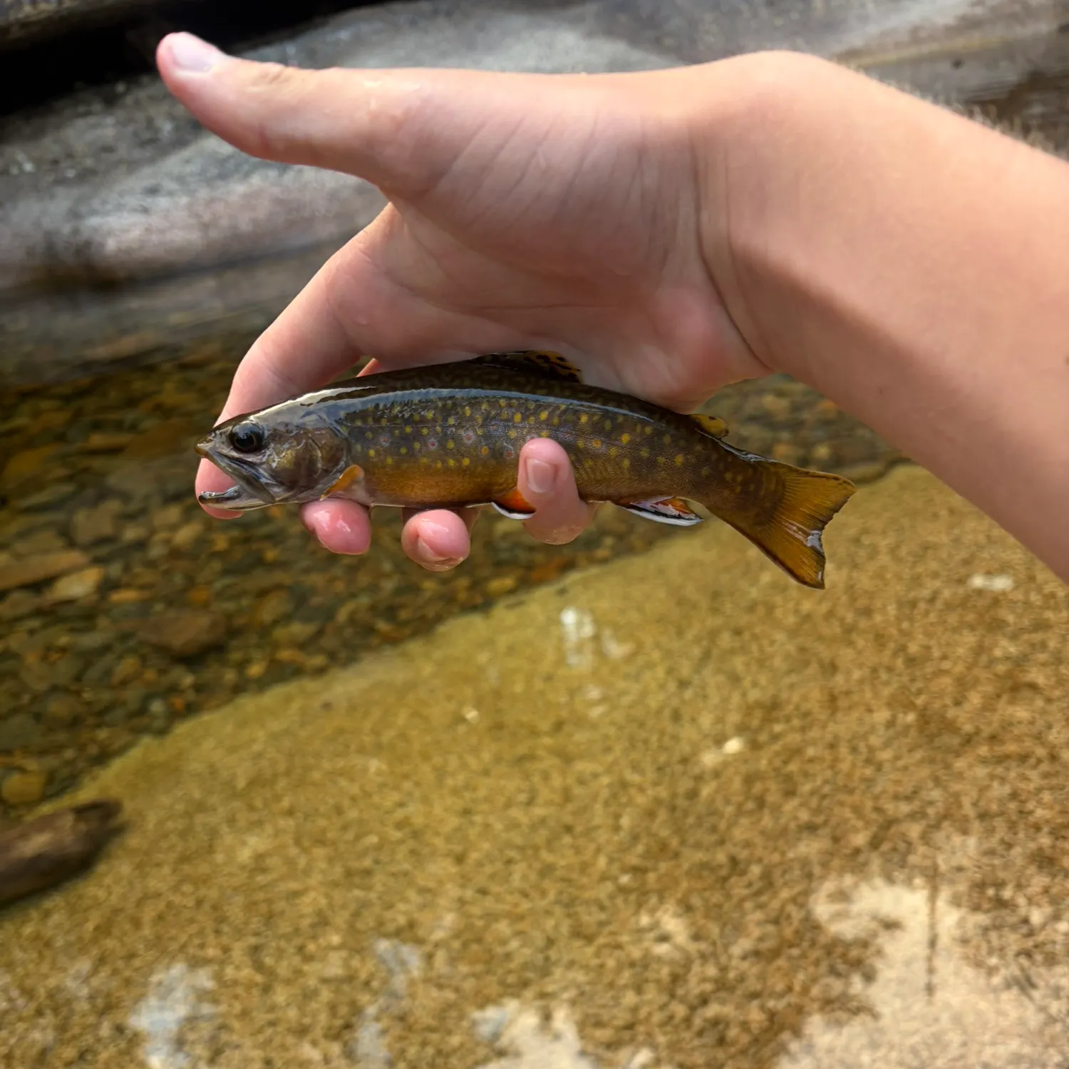 Brook trout caught on Fishbrain