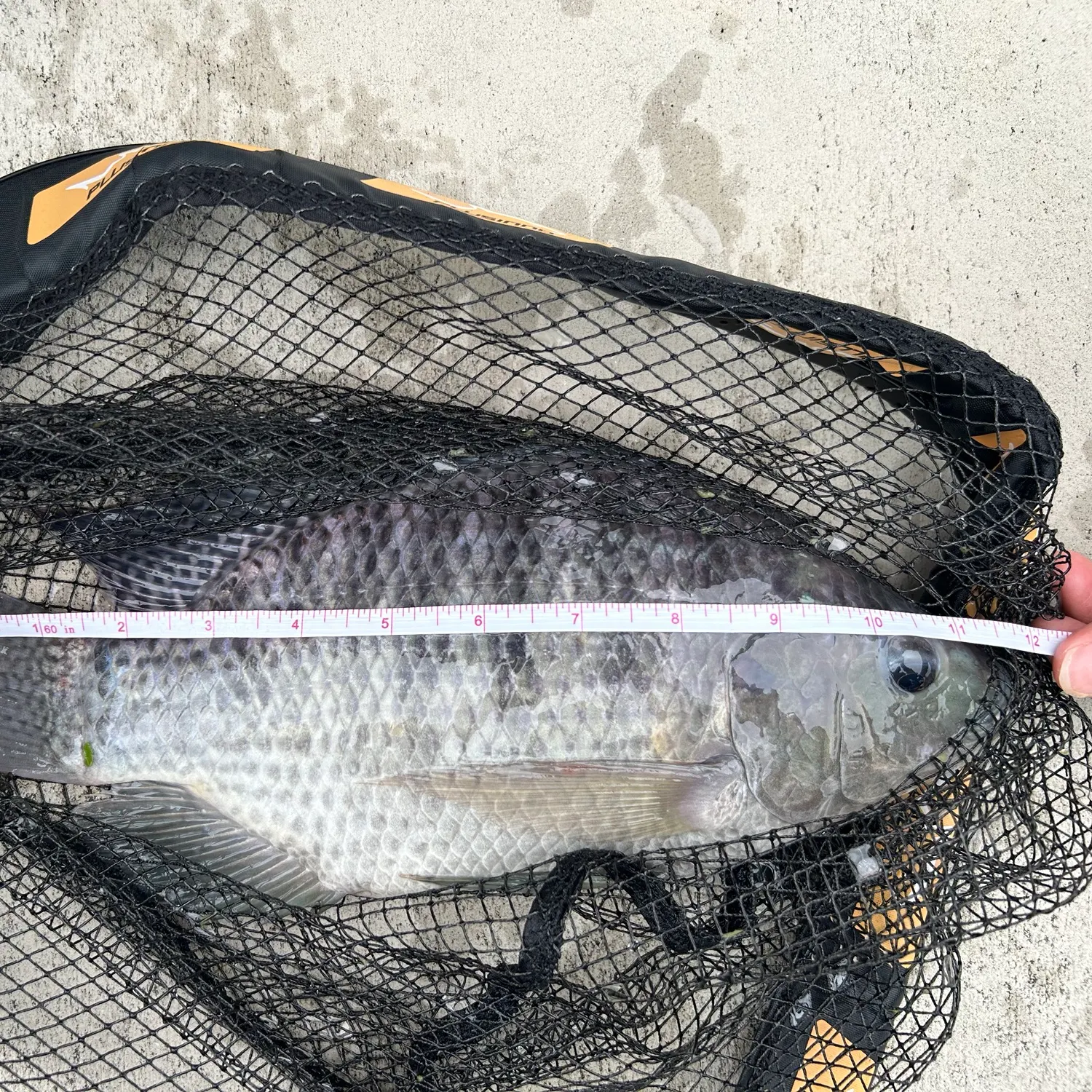 Blue tilapia caught on Fishbrain