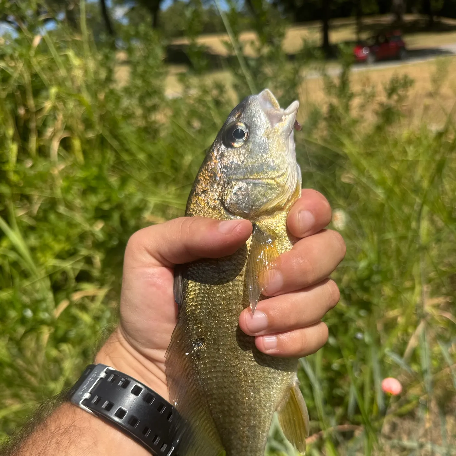 Freshwater drum caught on Fishbrain