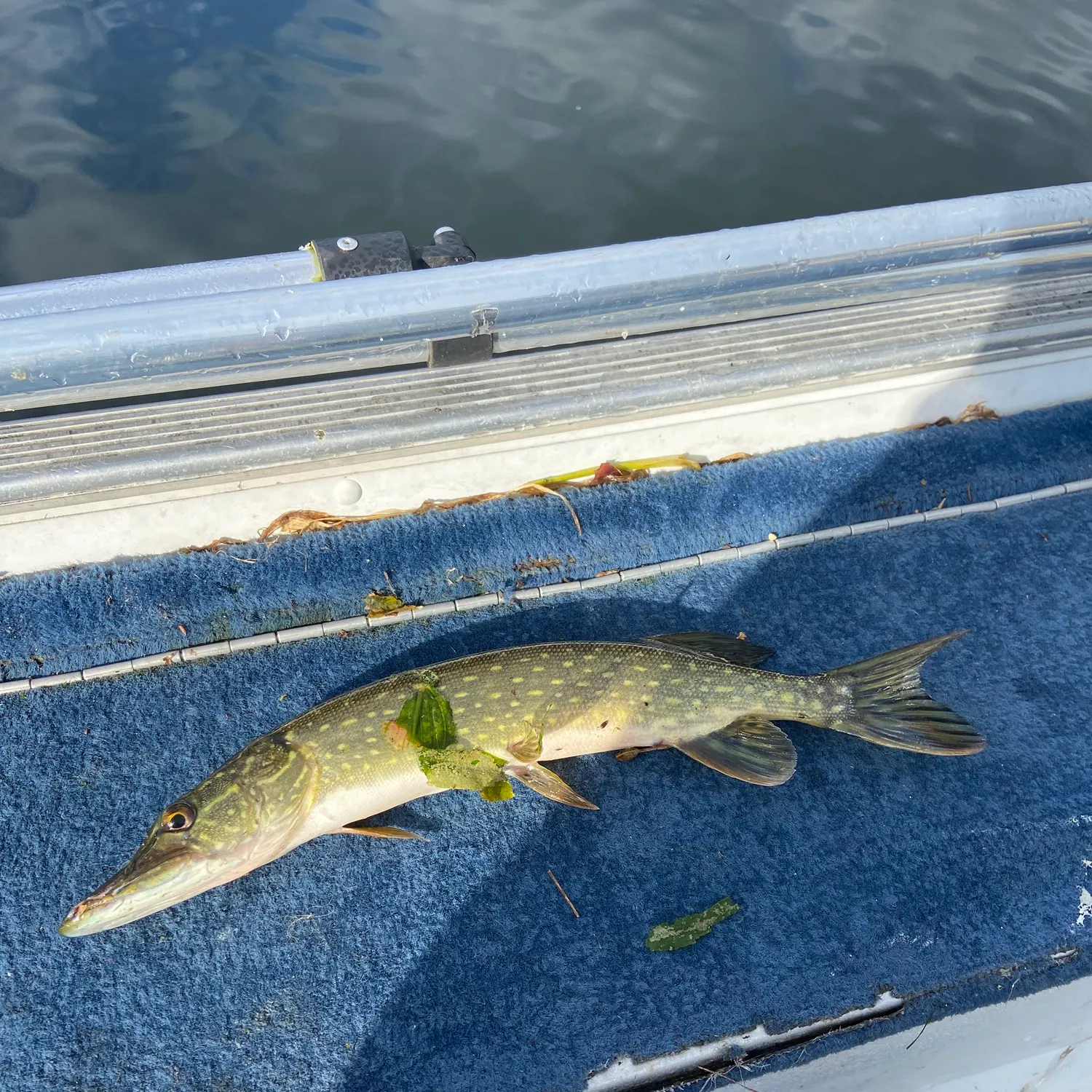 Northern pike caught on Fishbrain