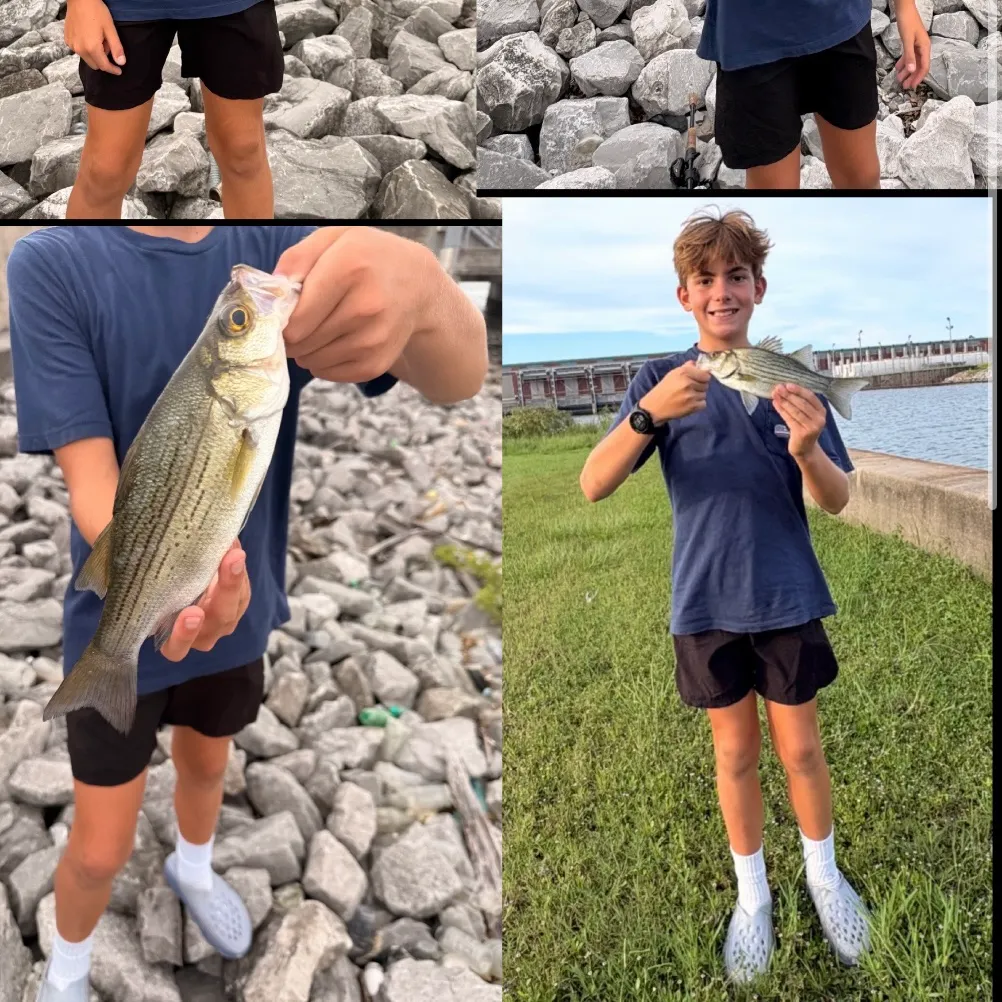 Striped bass caught on Fishbrain