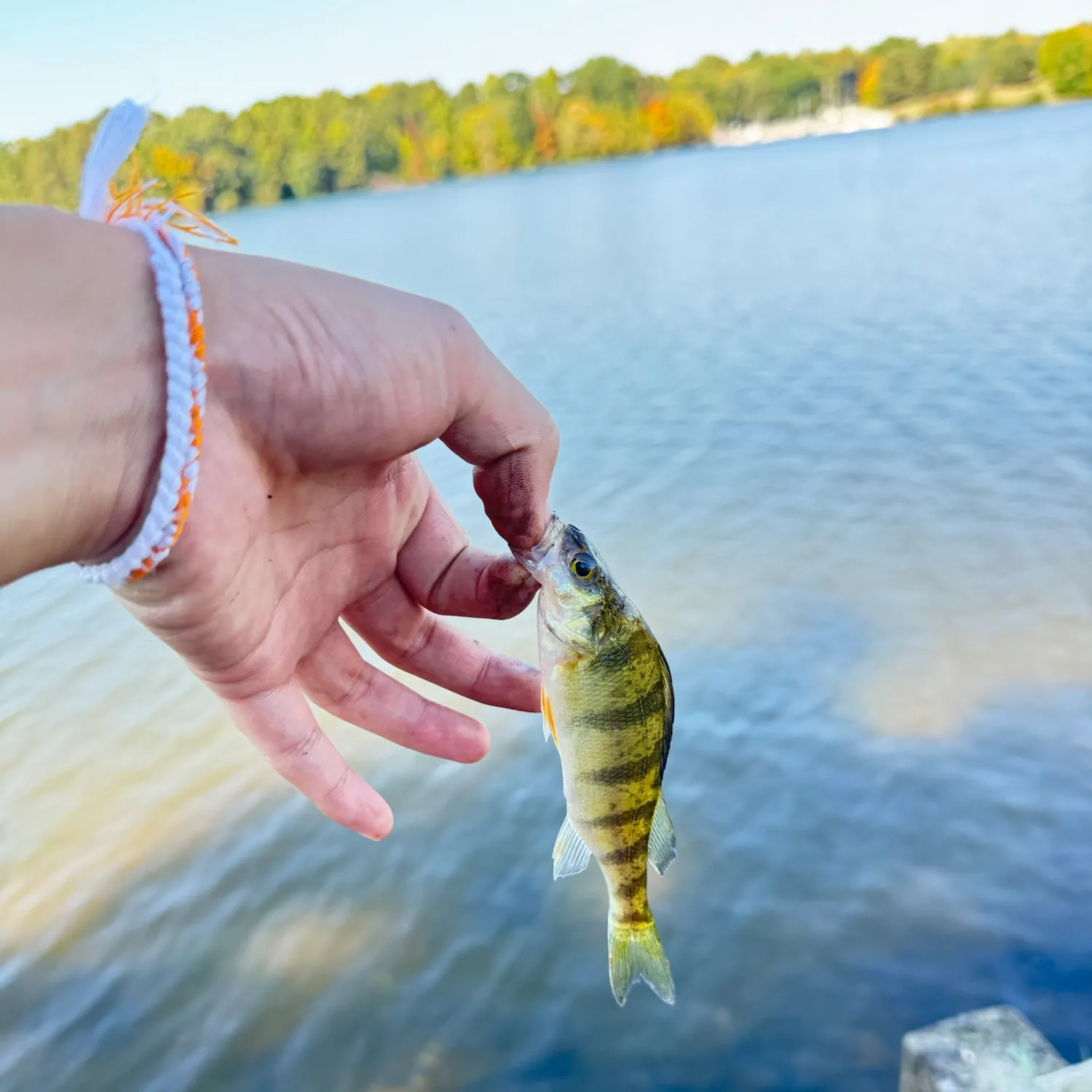 Yellow perch caught on Fishbrain