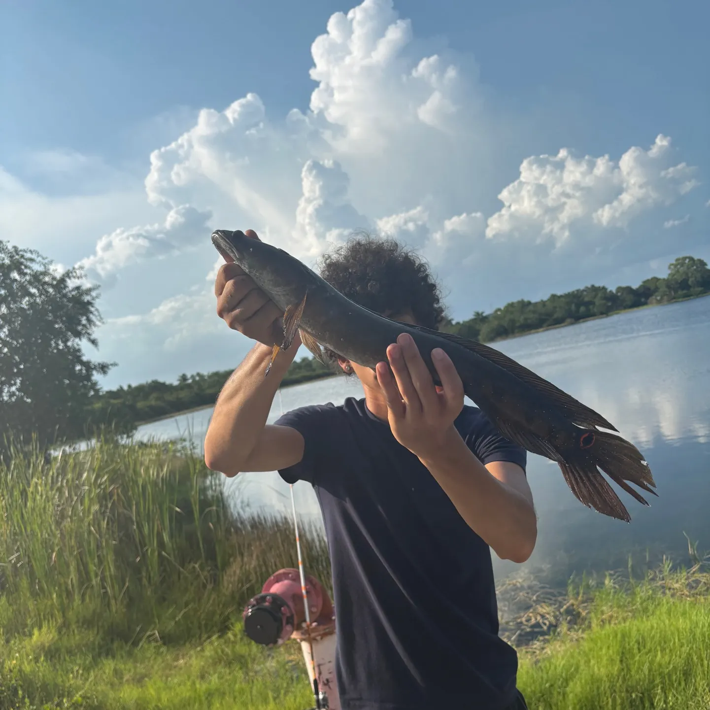 Bullseye snakehead caught on Fishbrain