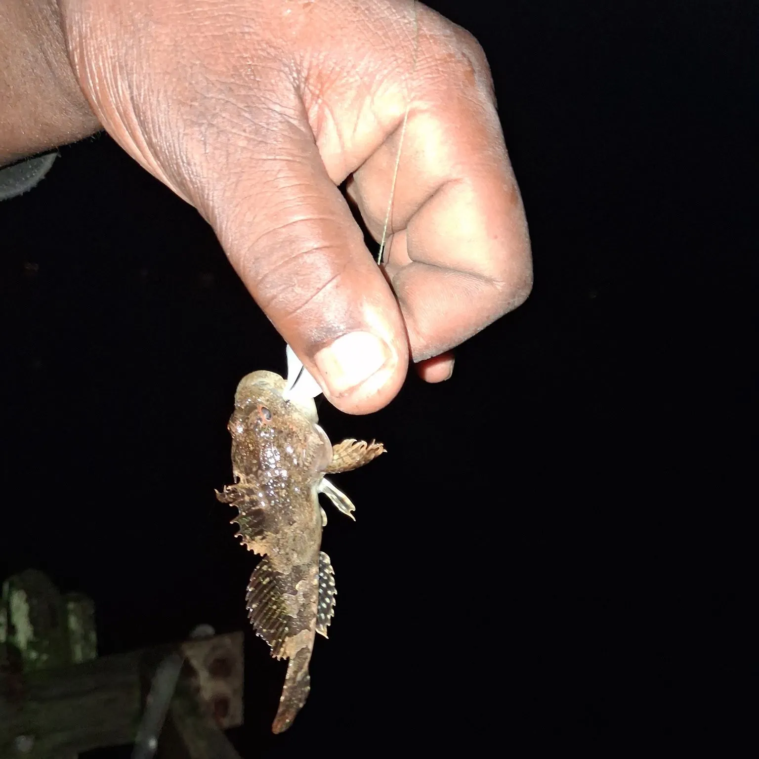 Fish caught on Fishbrain